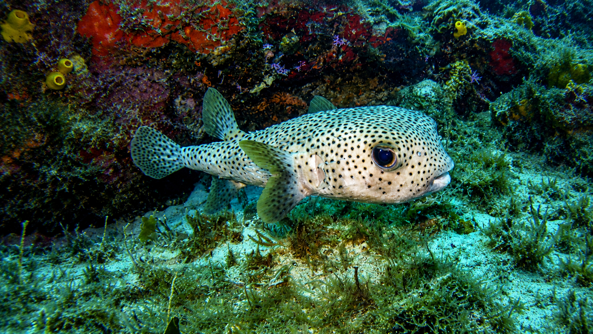 Porcupine Fish