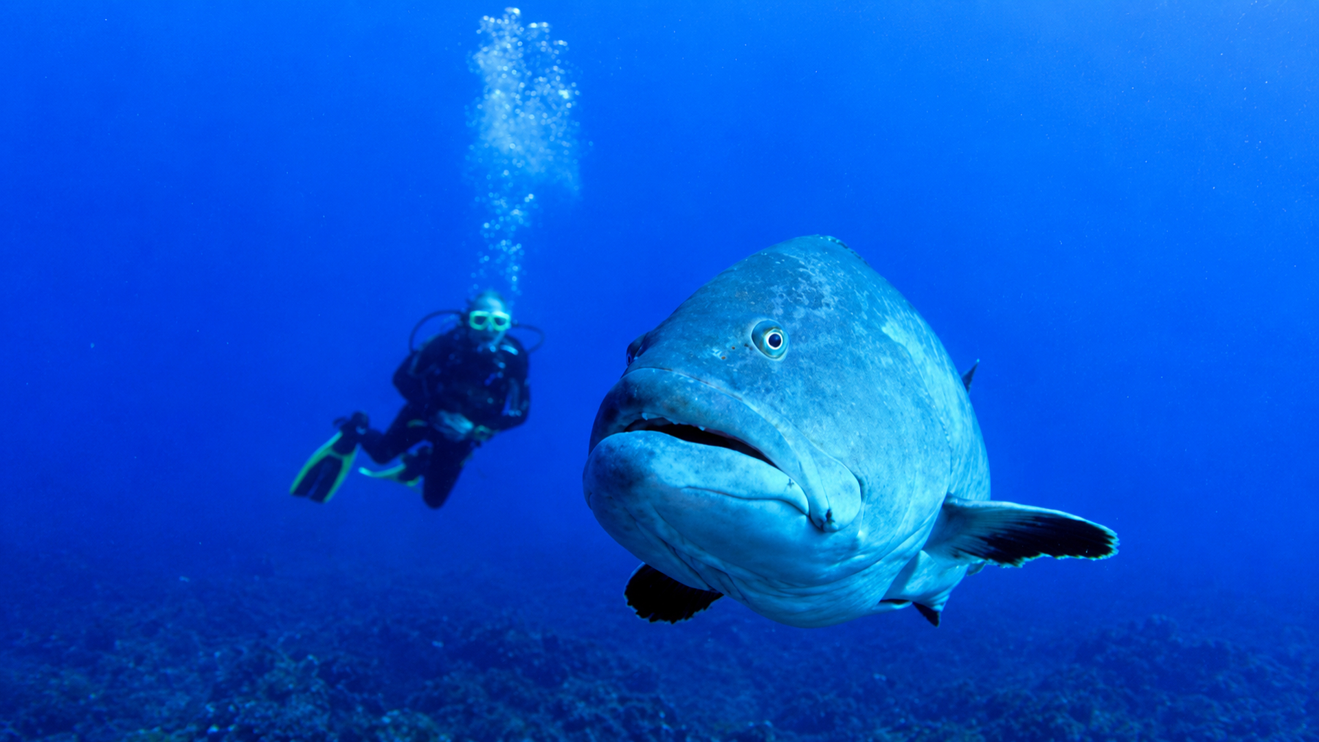 Grouper