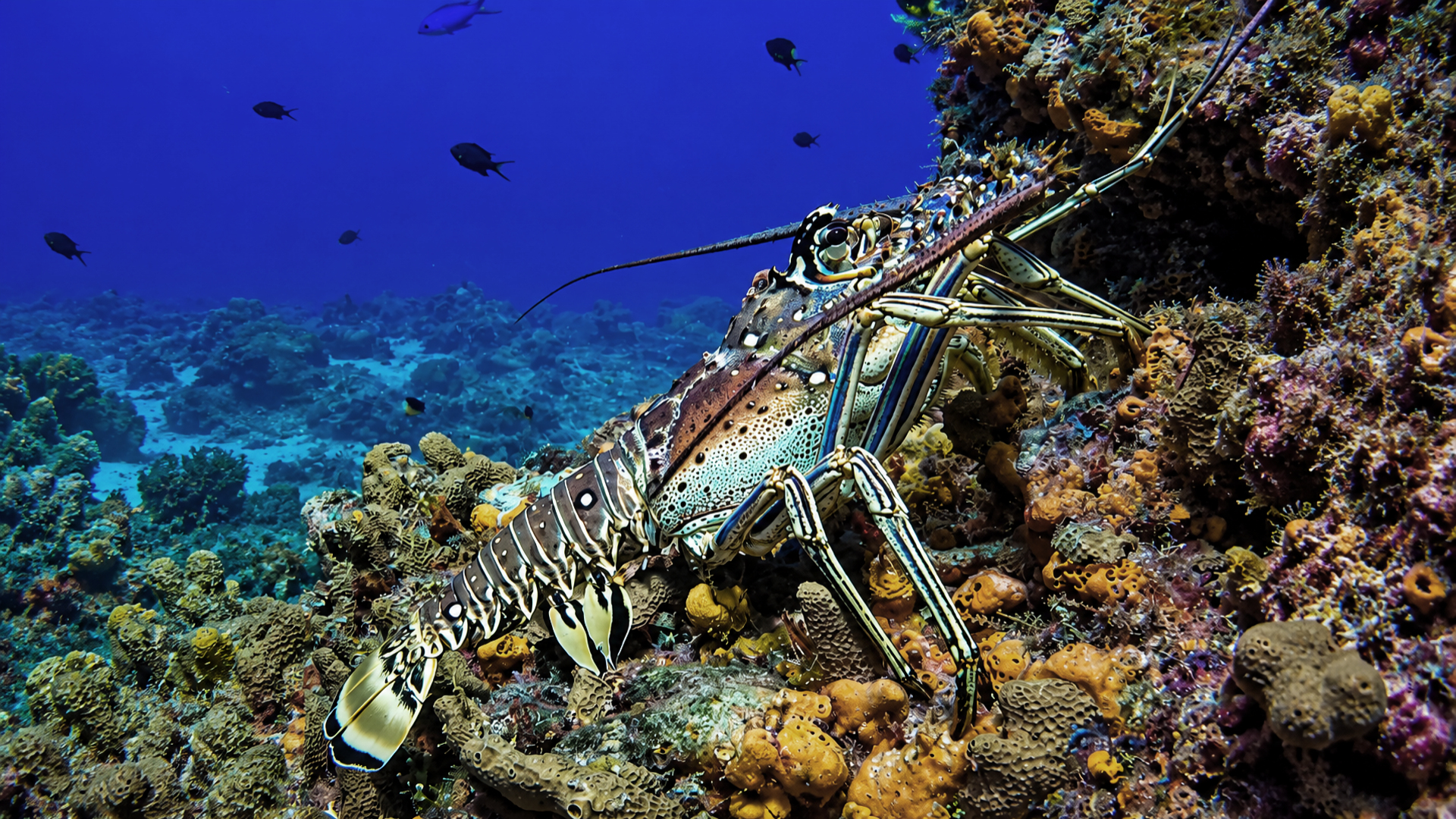 Spiny Lobster