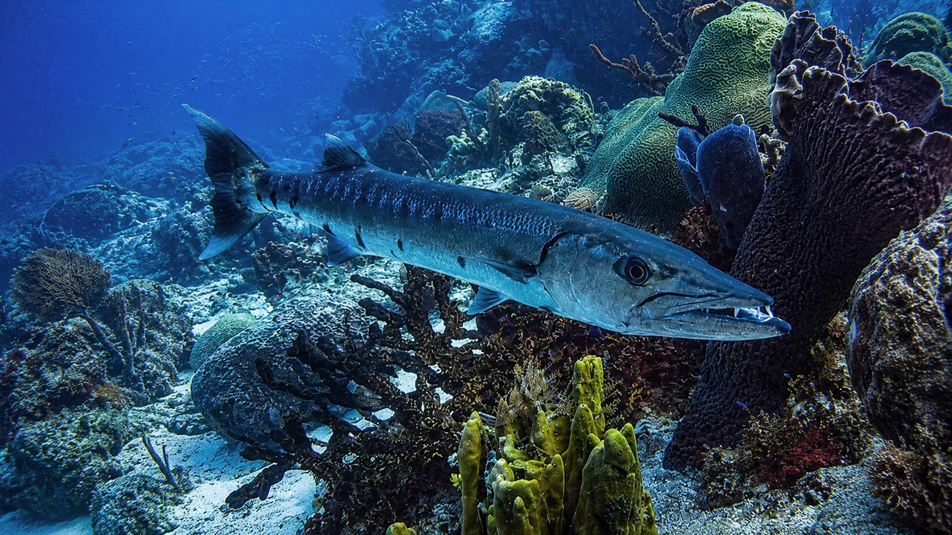 Great Barracuda
