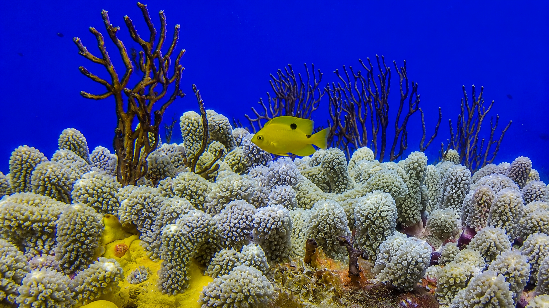 Small reef fish and coral texture on a Cozumel reef