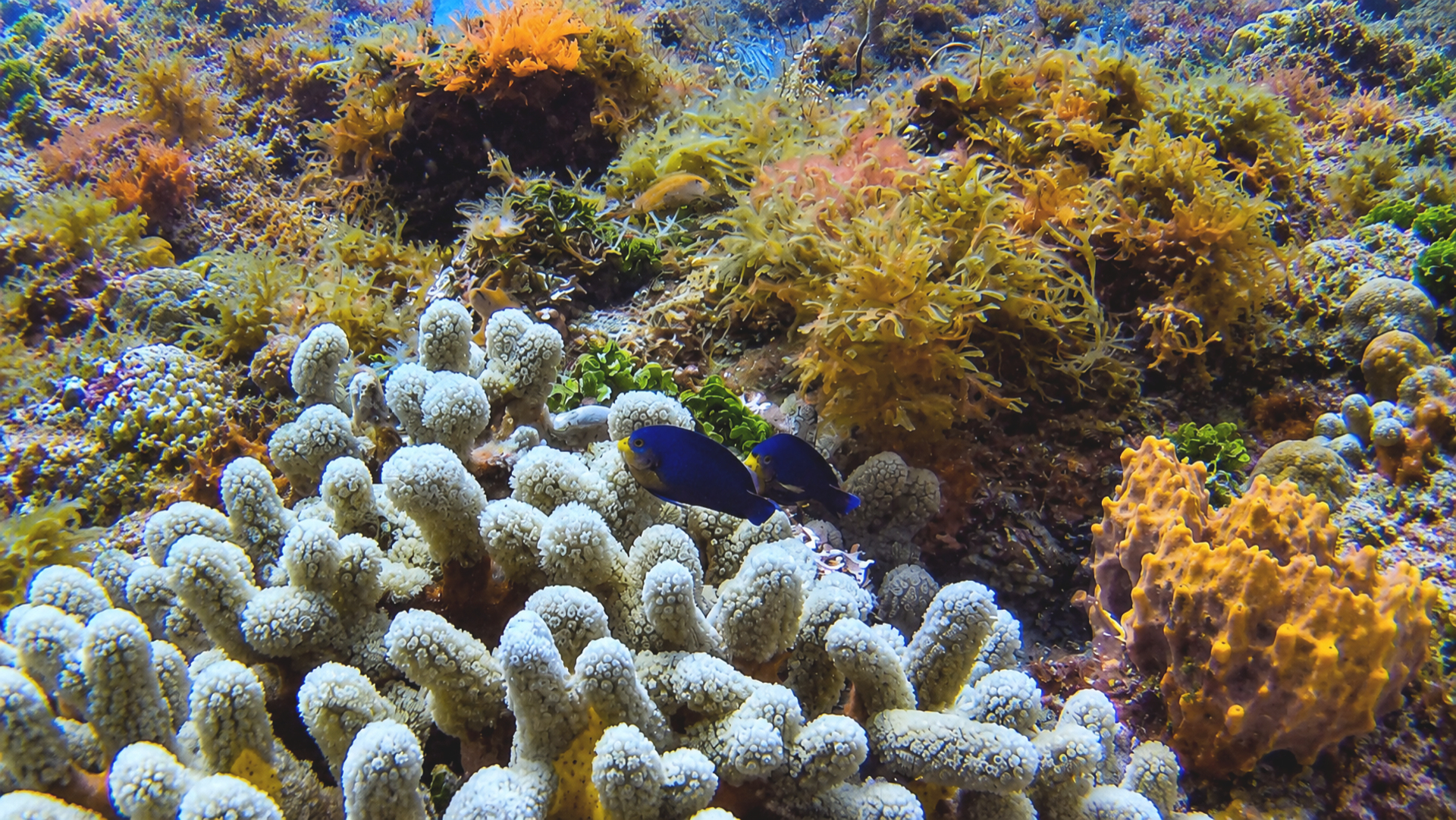 Coral polyps and reef texture close-up