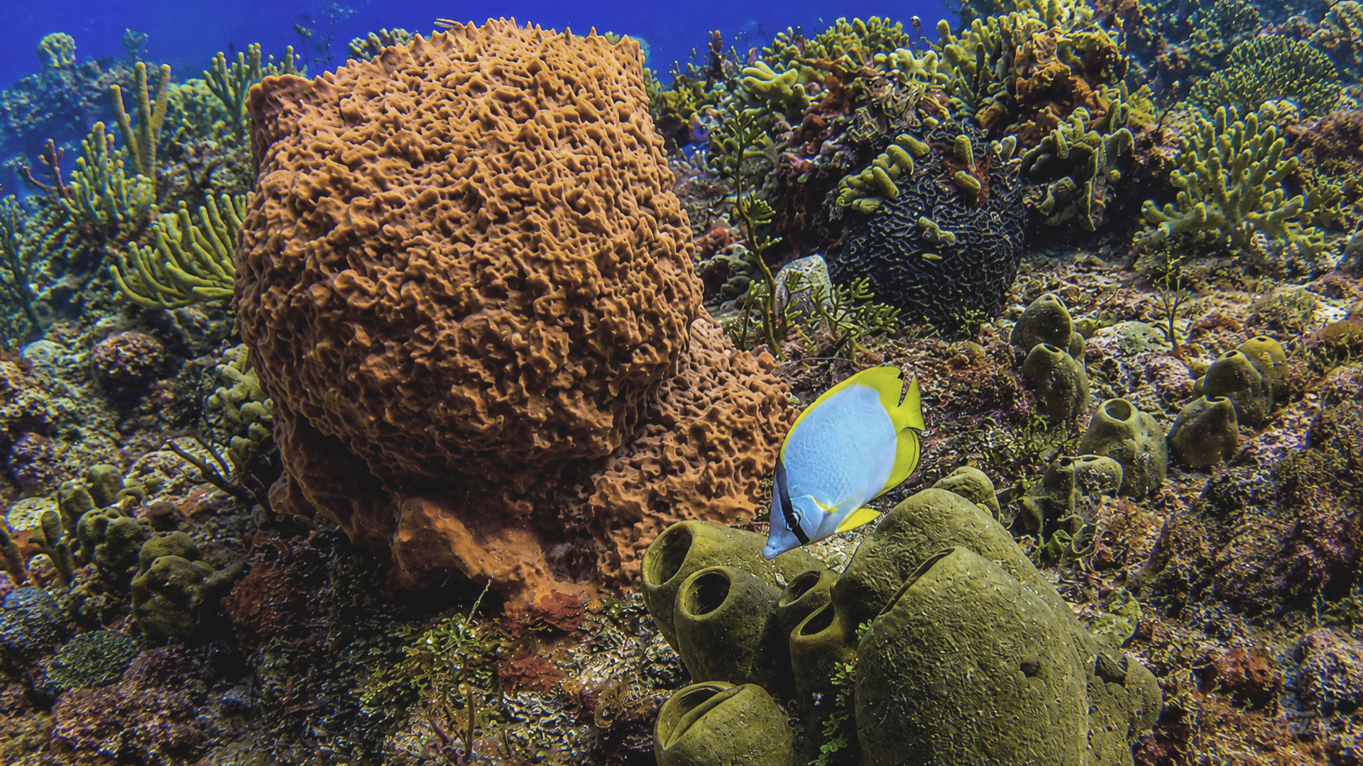 Colorful sponge growth on a reef