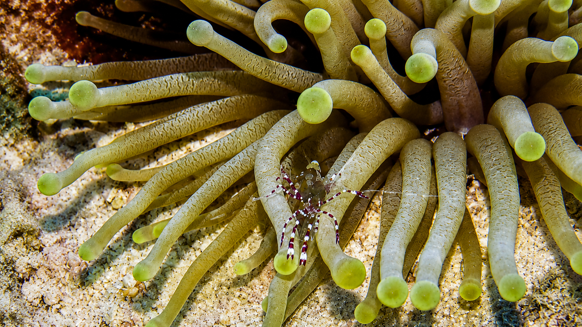 Hidden marine creature tucked into coral reef life