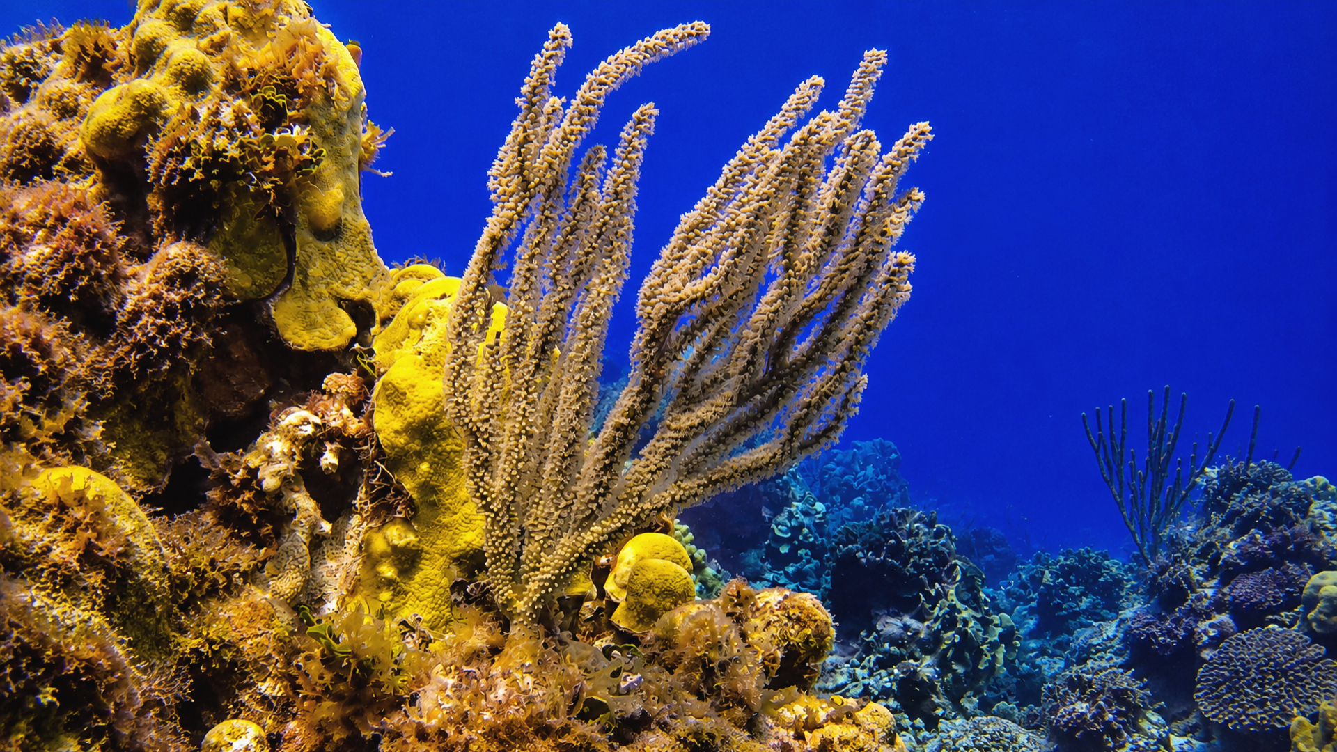 Soft corals and marine vegetation on Cozumel reef