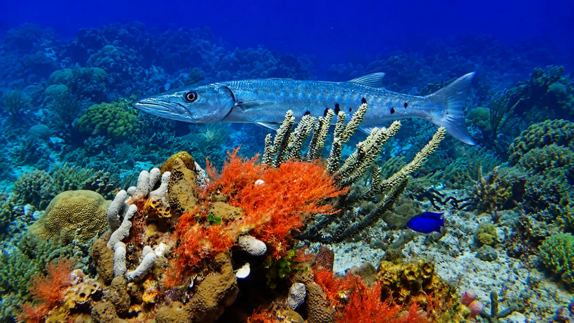 Blue water reef scene with small fish and coral life