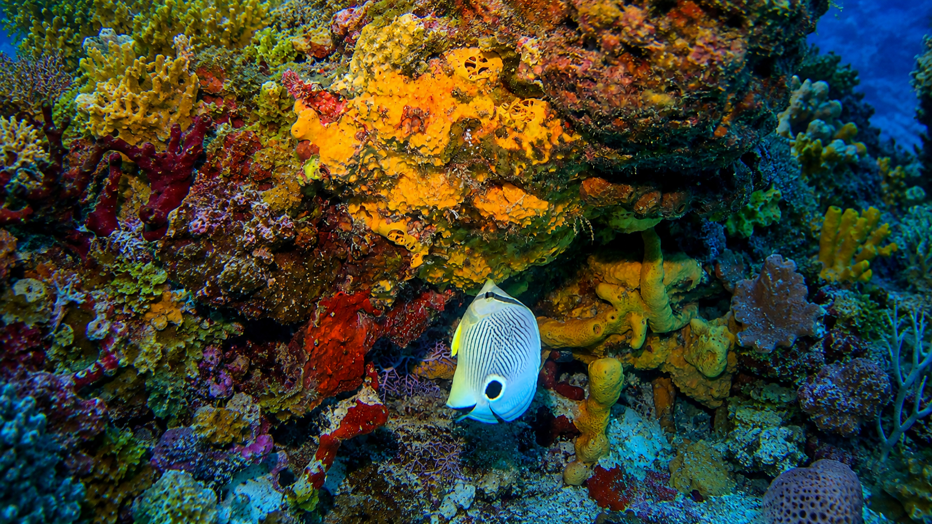 Close detail of reef colors and textures