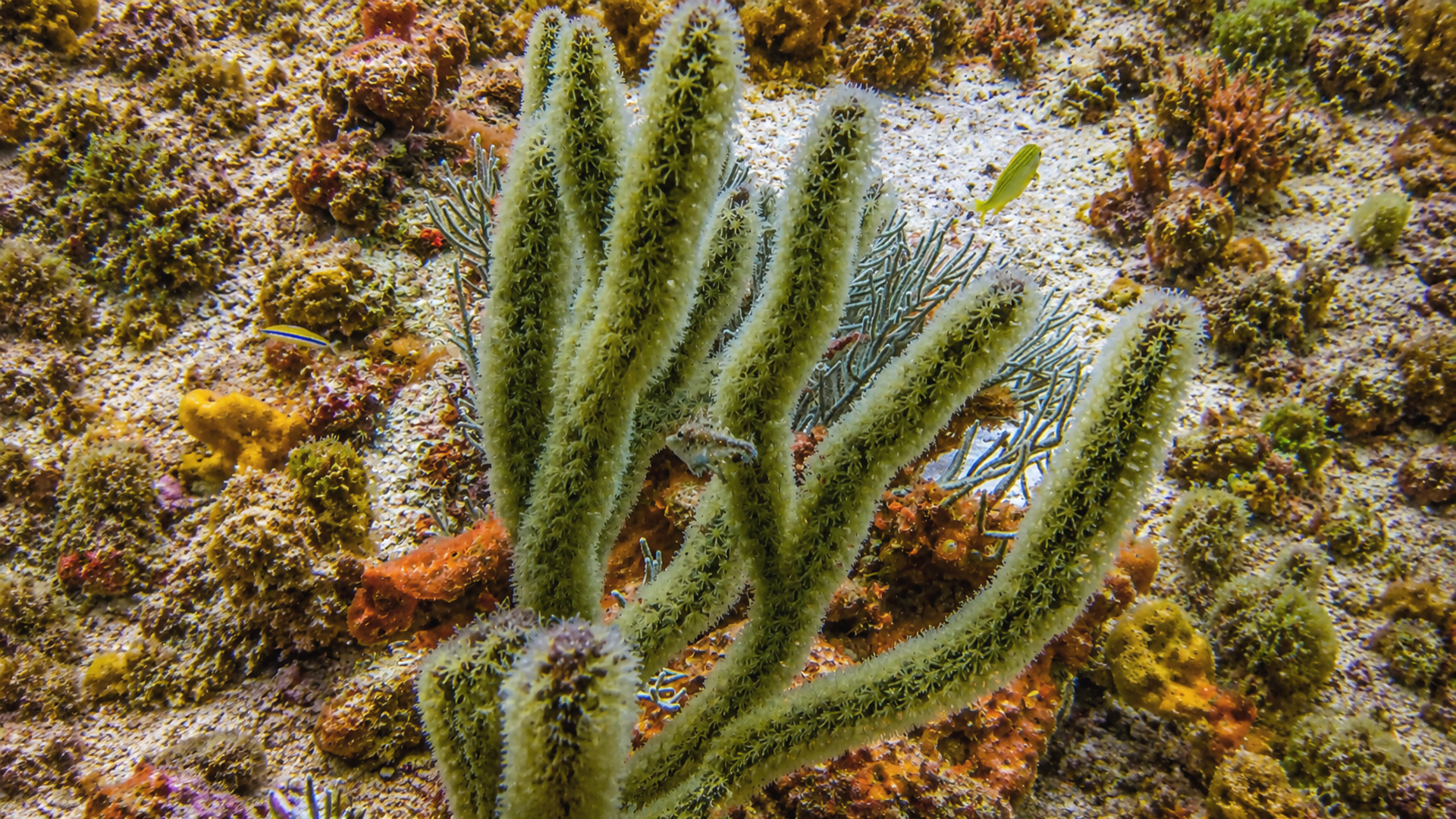 Tiny reef ecosystem with coral, sponge, and fish life