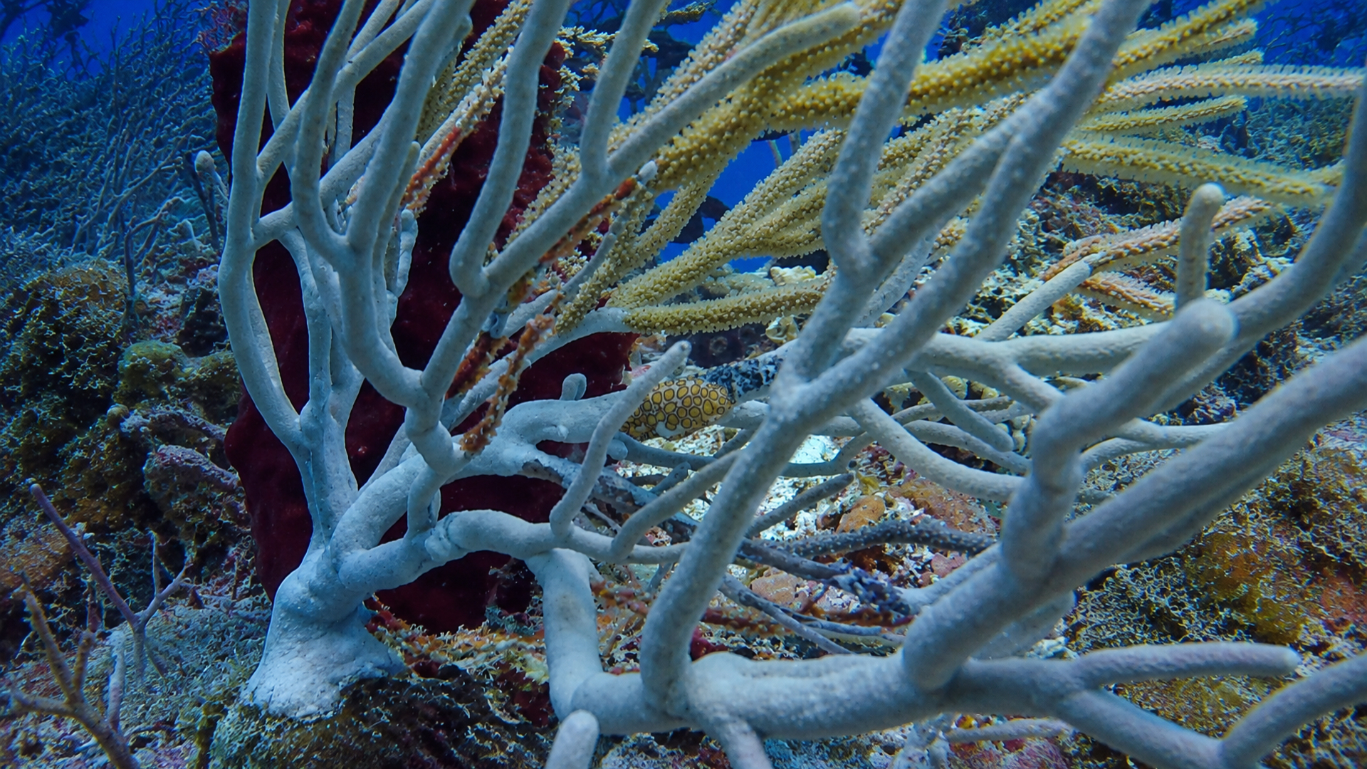 Quiet reef life scene with living coral and marine details
