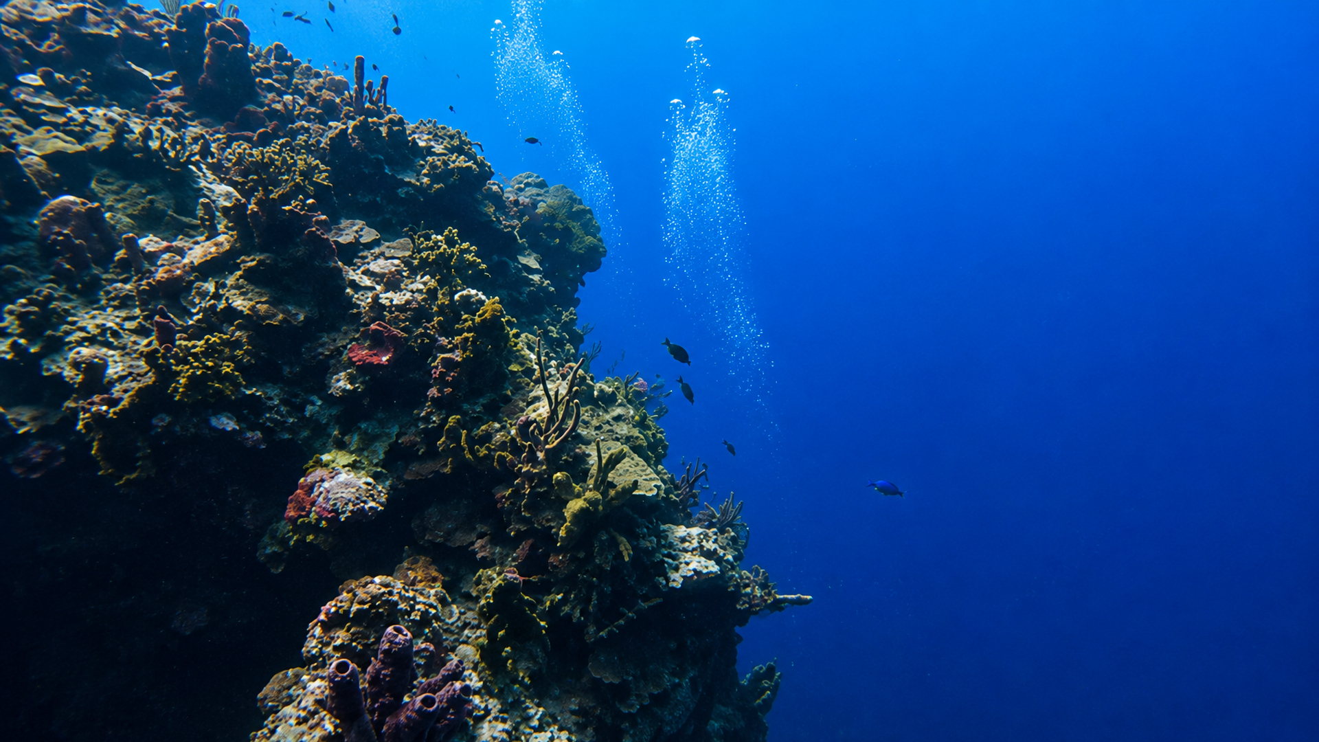 Palancar Bricks reef in Cozumel