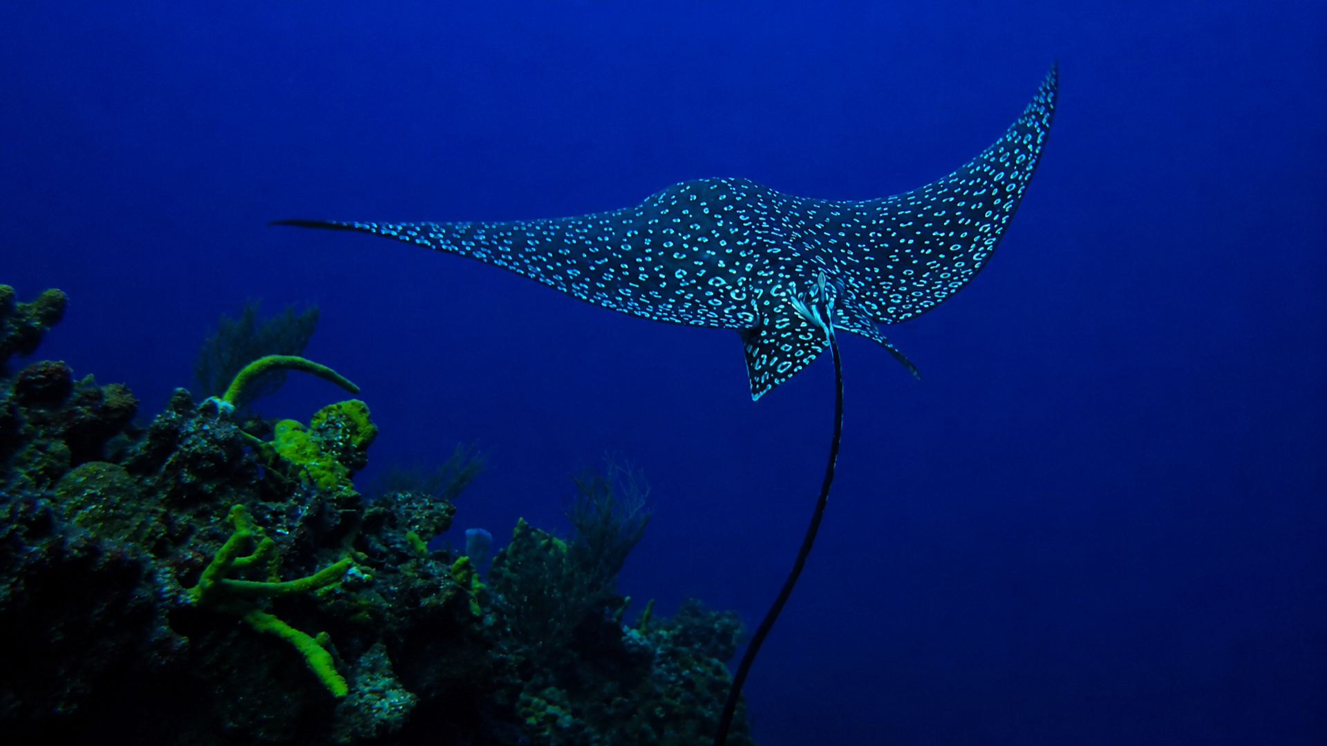 A spotted eagle ray gliding above Palancar Reef