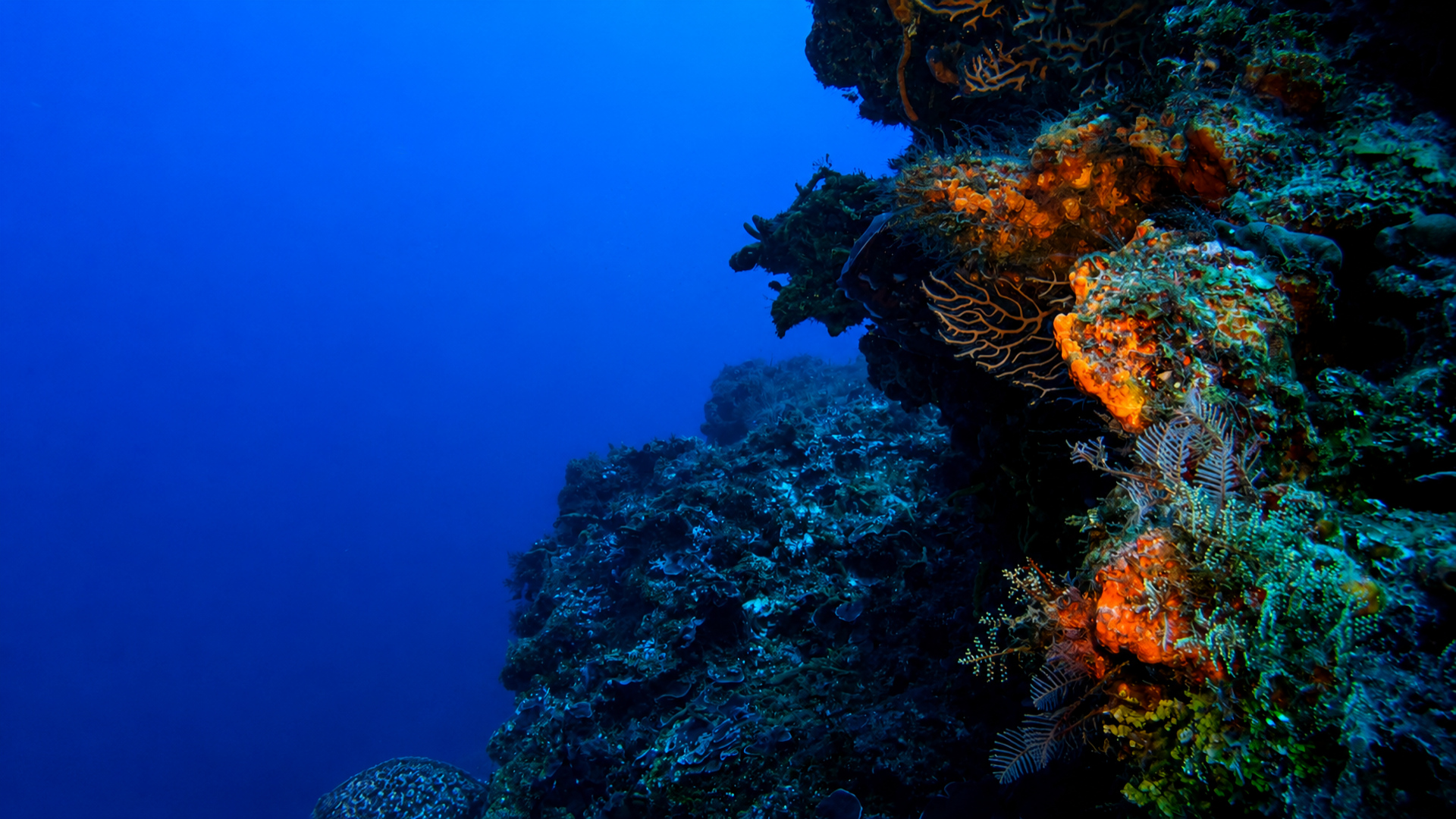 Colorful sponges and corals on the edge of a Palancar wall