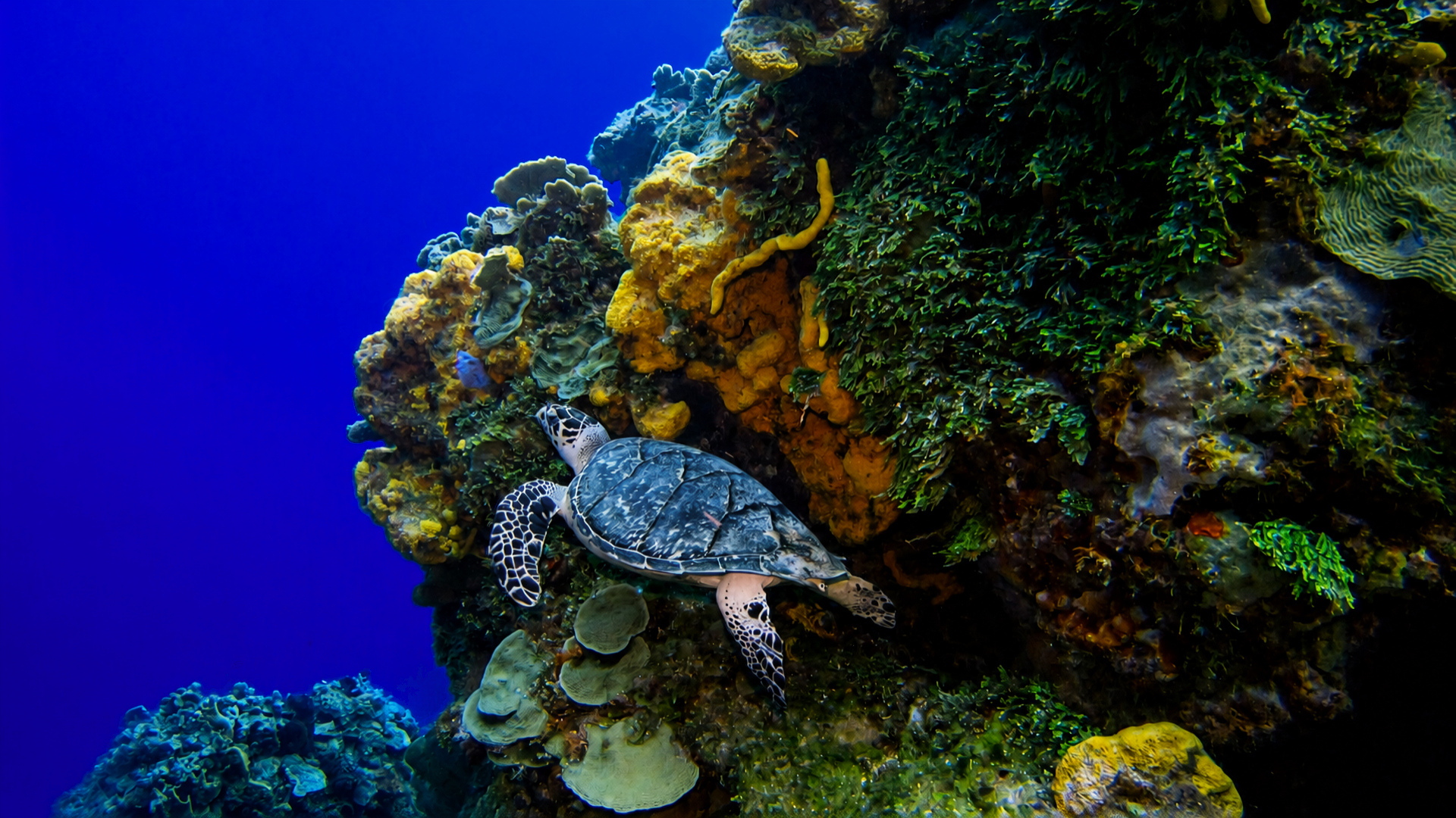 A sea turtle resting against a colorful Palancar reef wall