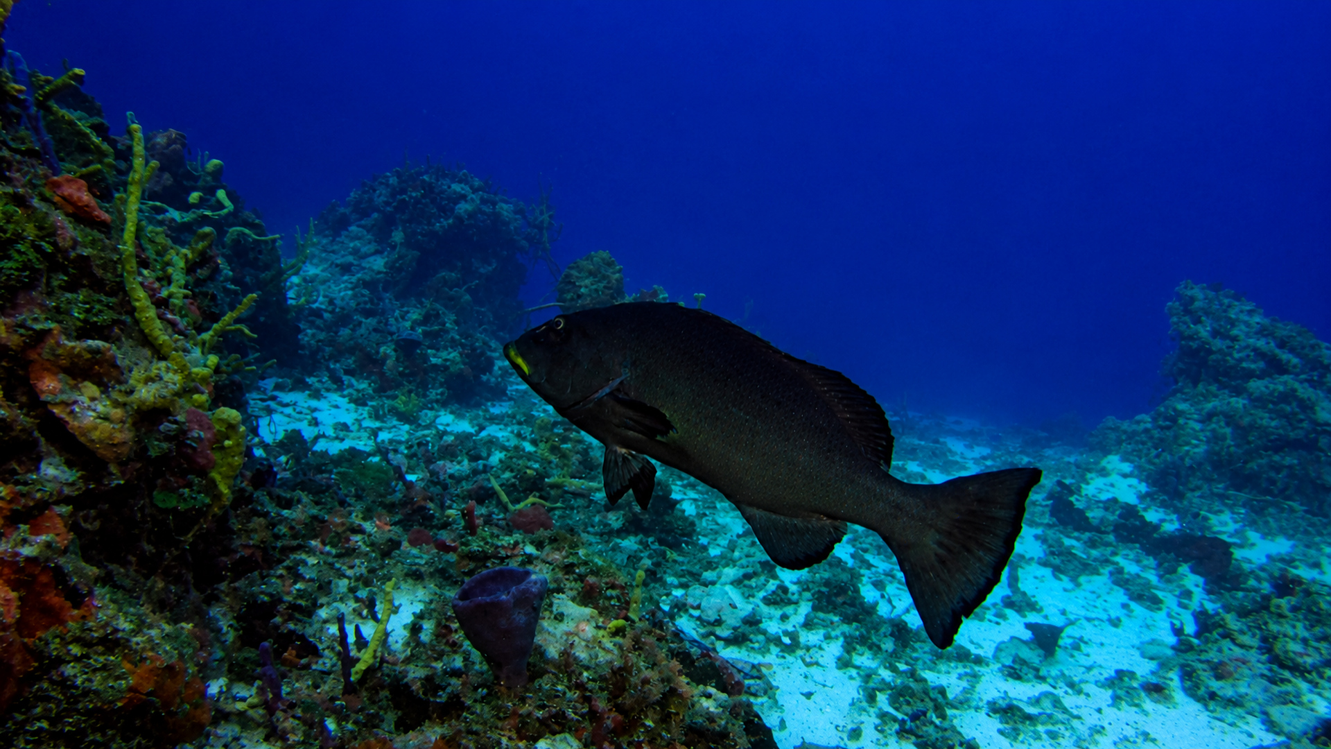 A large black grouper swimming above Palancar Reef