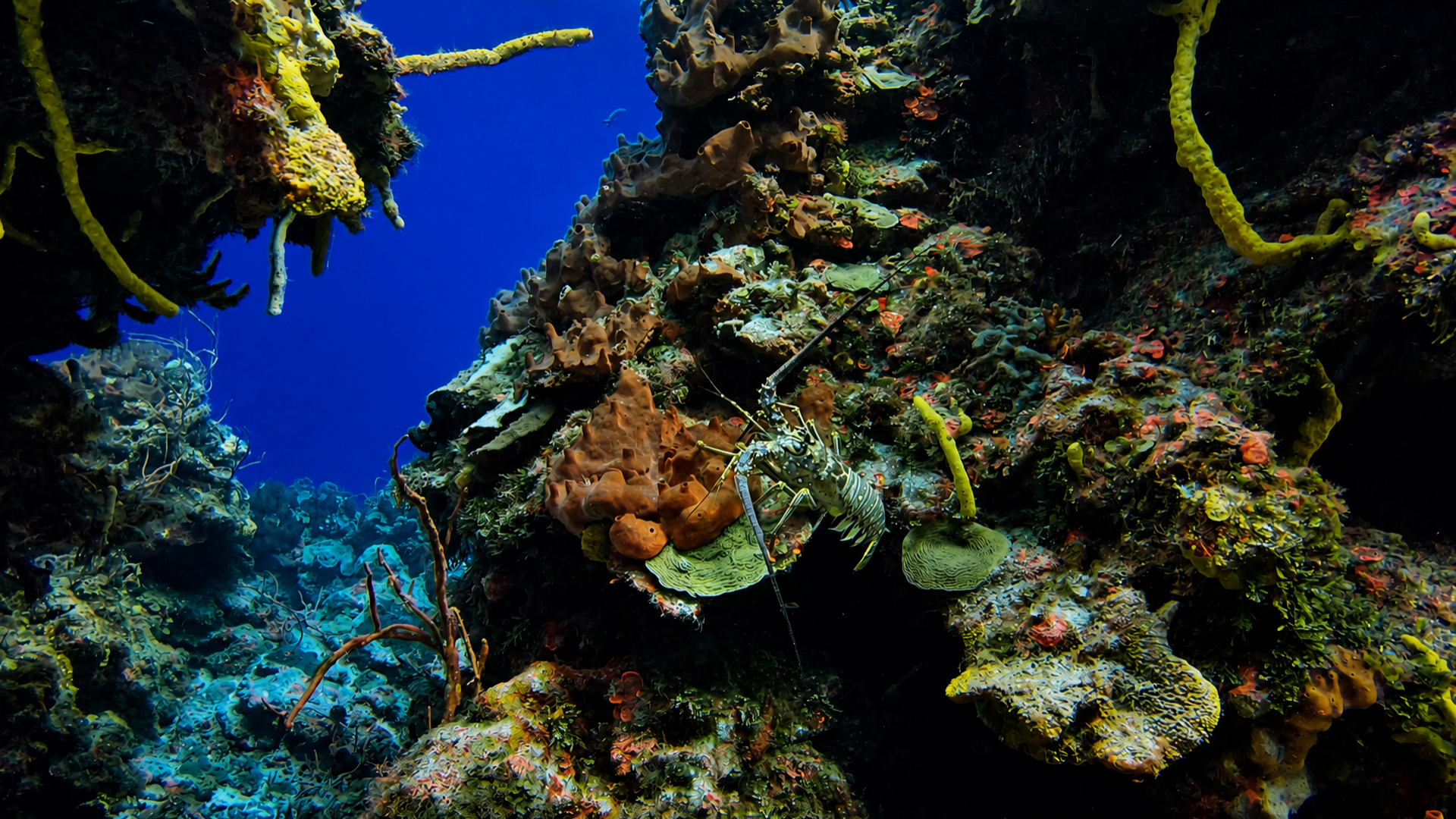 A Caribbean spiny lobster sheltering in Palancar Reef