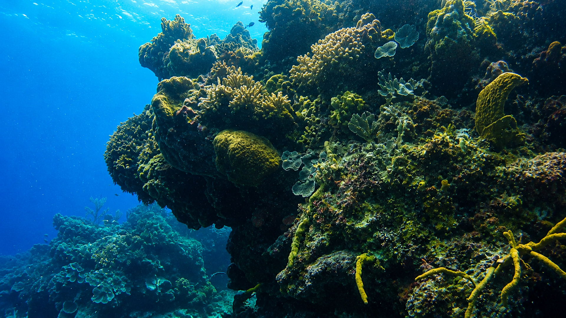 Palancar Horseshoe reef in Cozumel