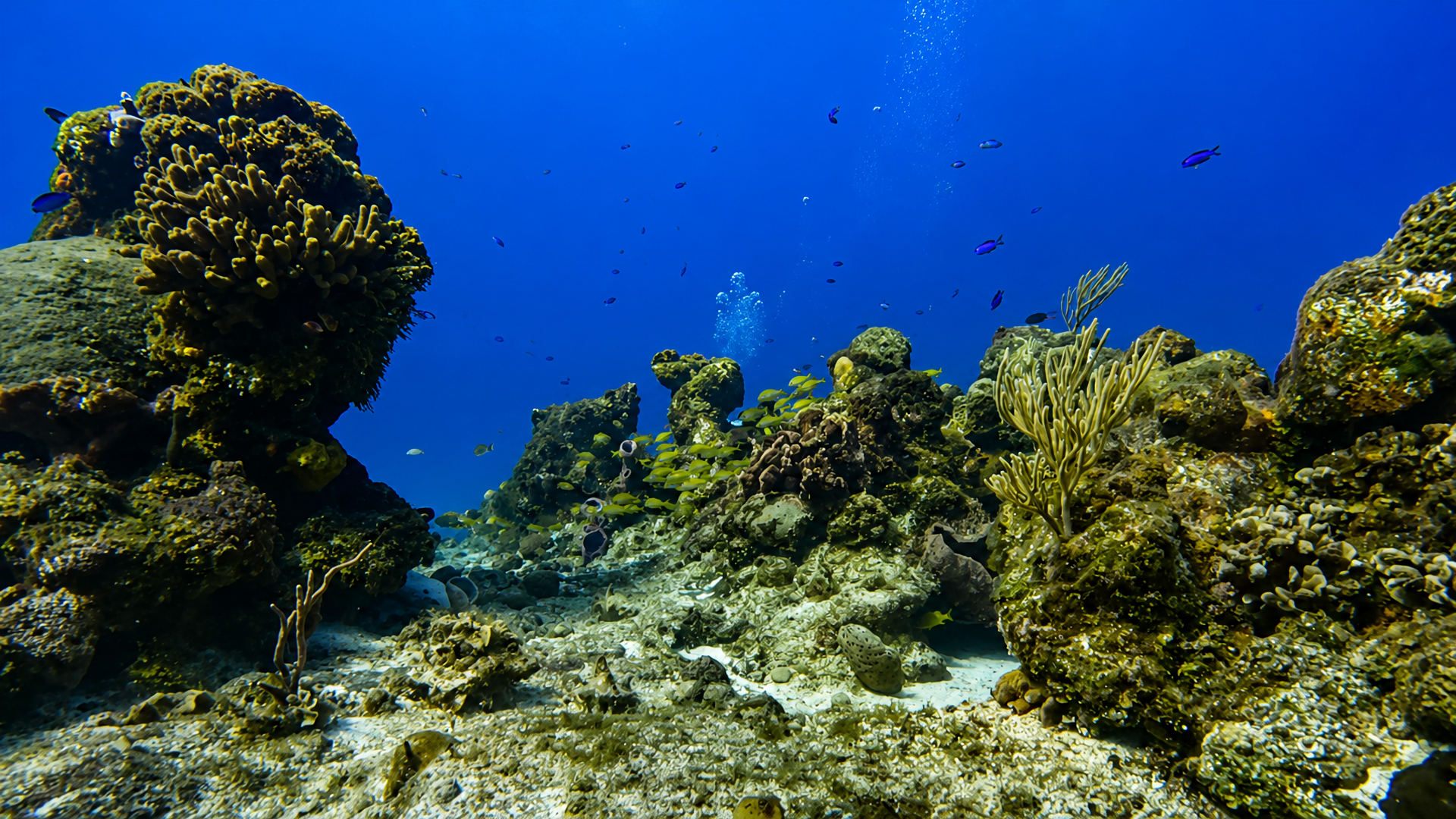 Paradise Reef in Cozumel