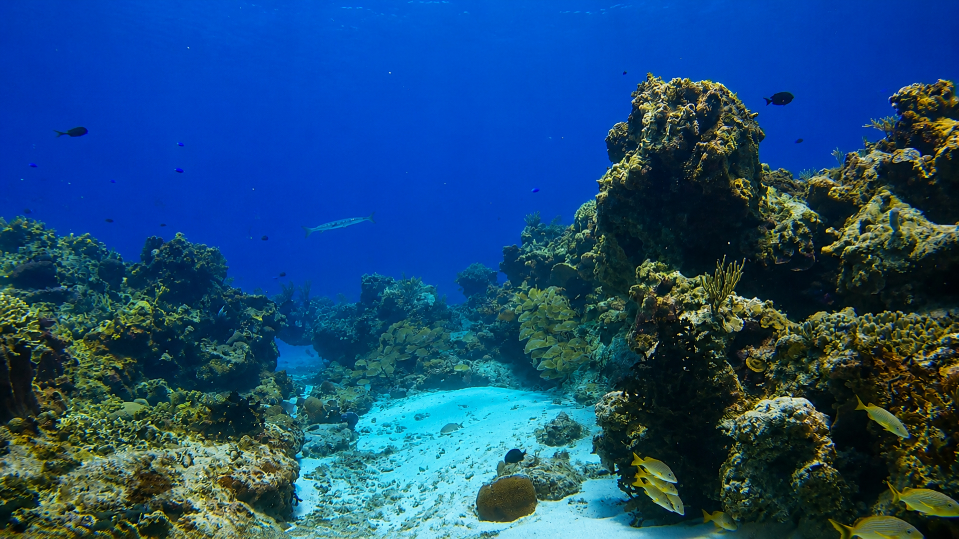 Paso del Cedral reef in Cozumel