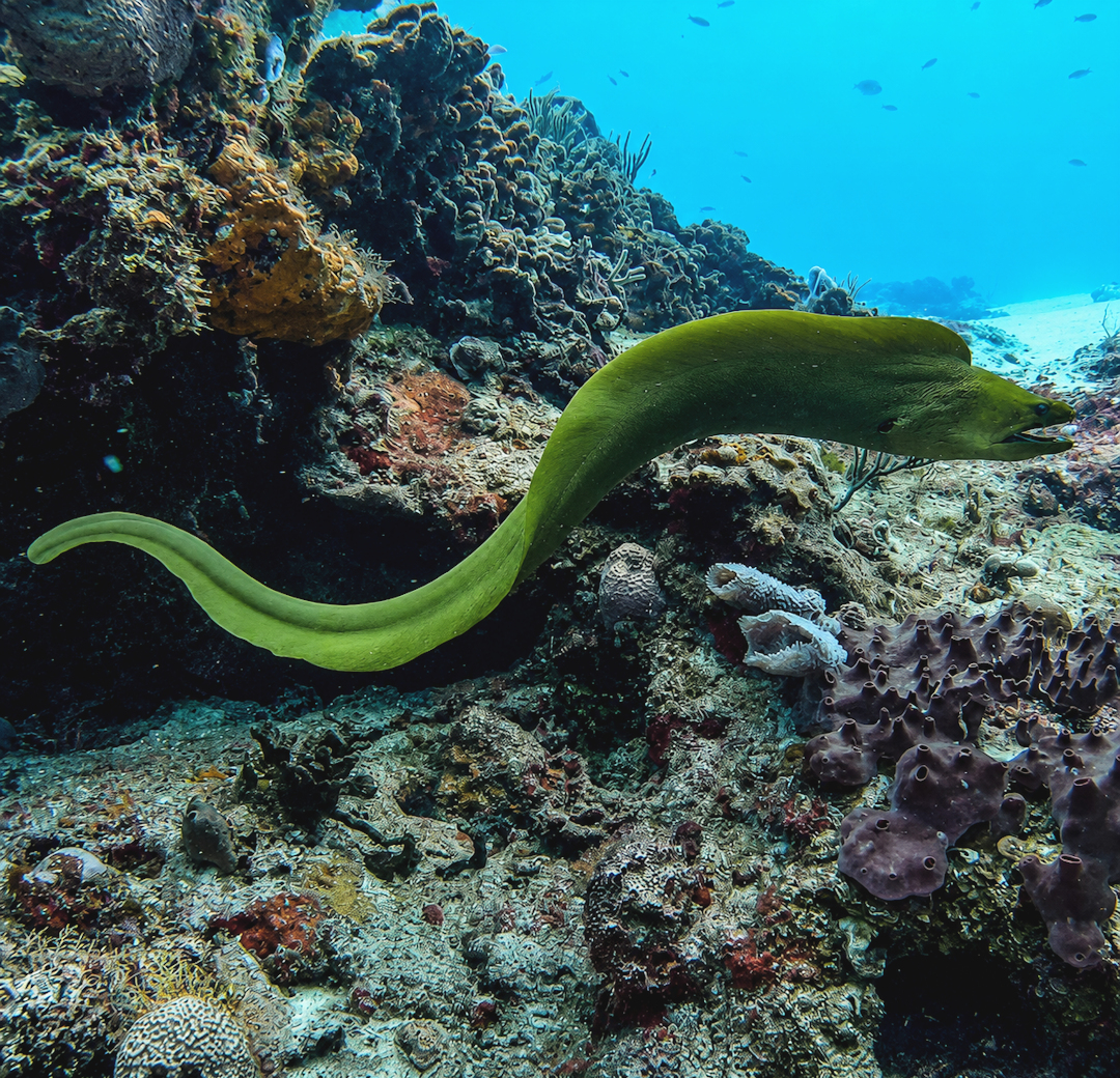 Cedral Reef