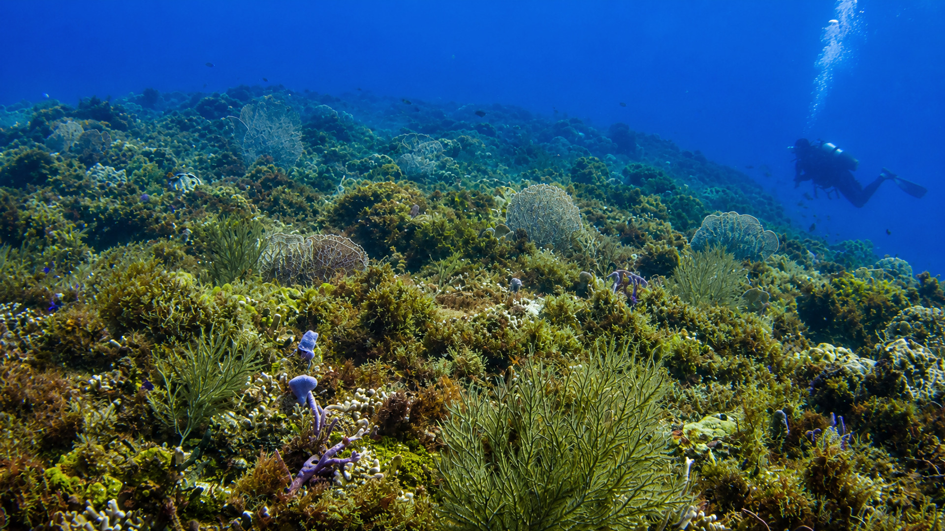 Punta Tunich reef in Cozumel