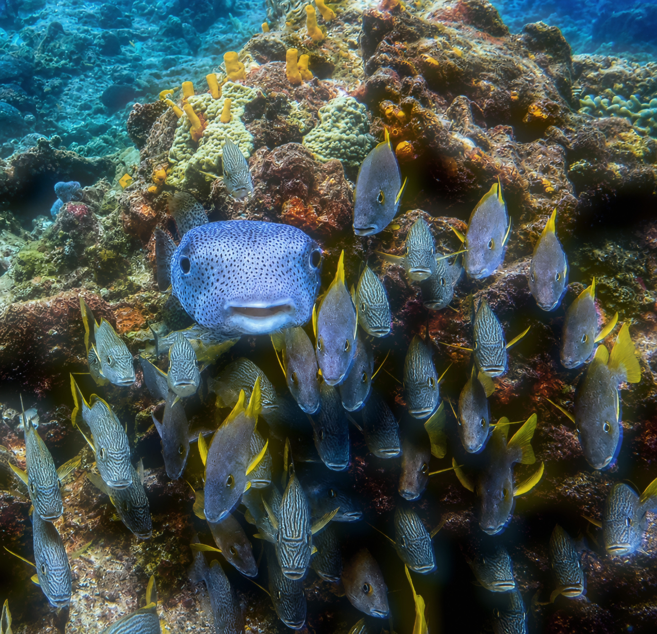 Underwater Gallery Image