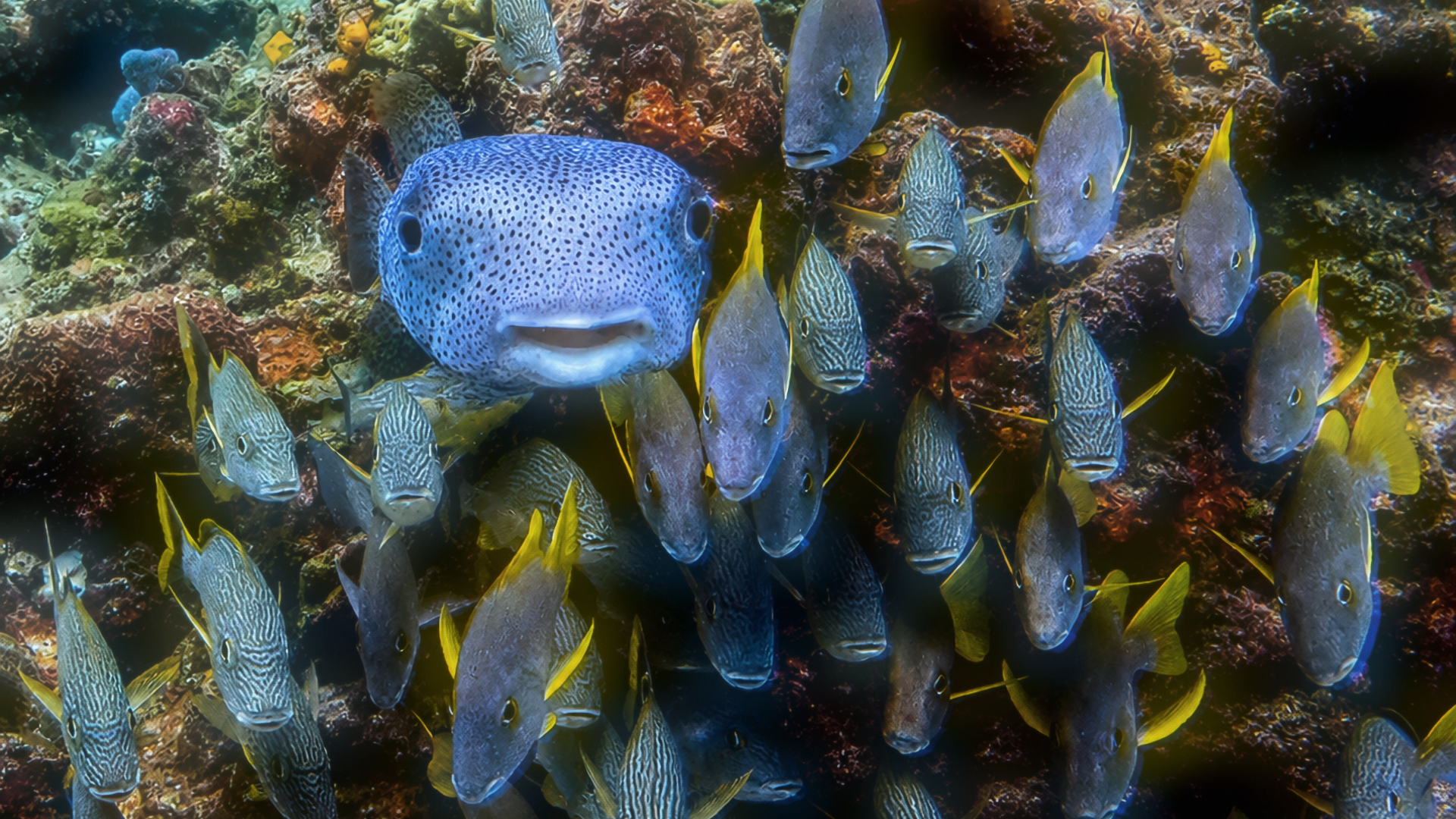 Colorful reef life details on a Cozumel coral reef