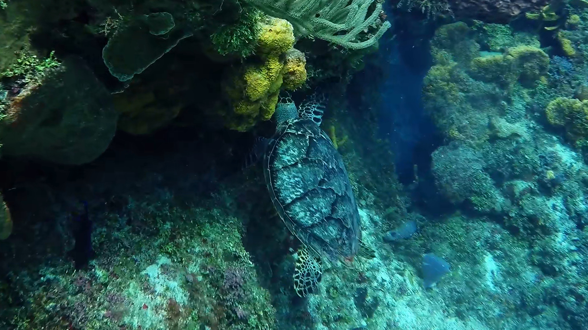 Sea turtle on Columbia reef
