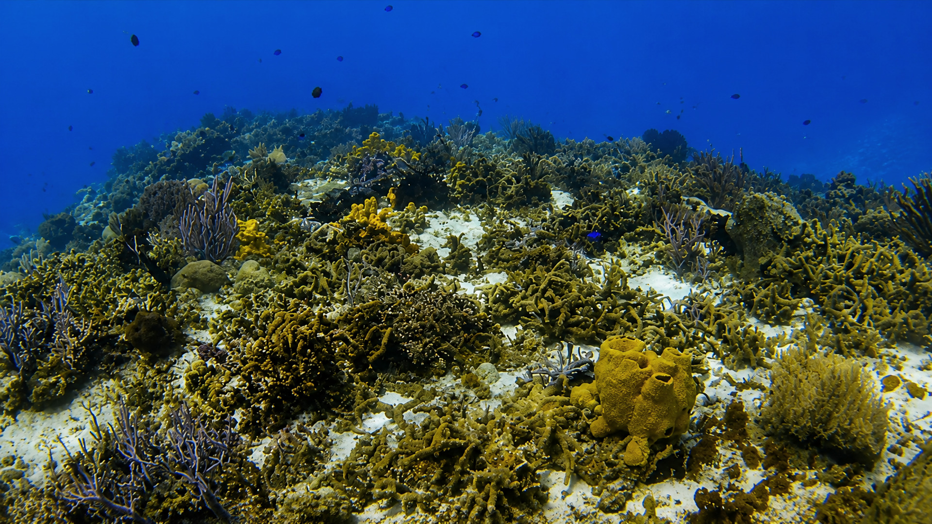 San Francisco Reef in Cozumel