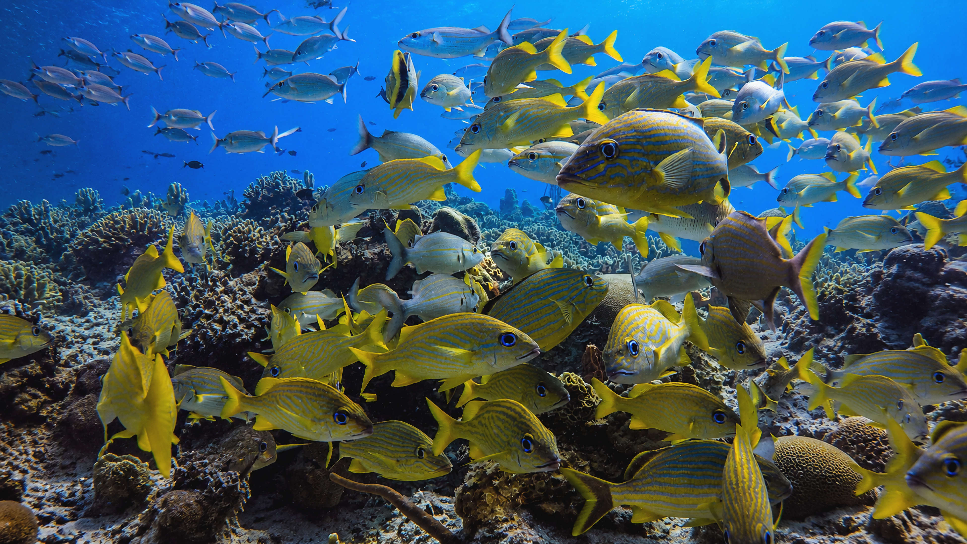 A diver surrounded by schooling fish in blue water