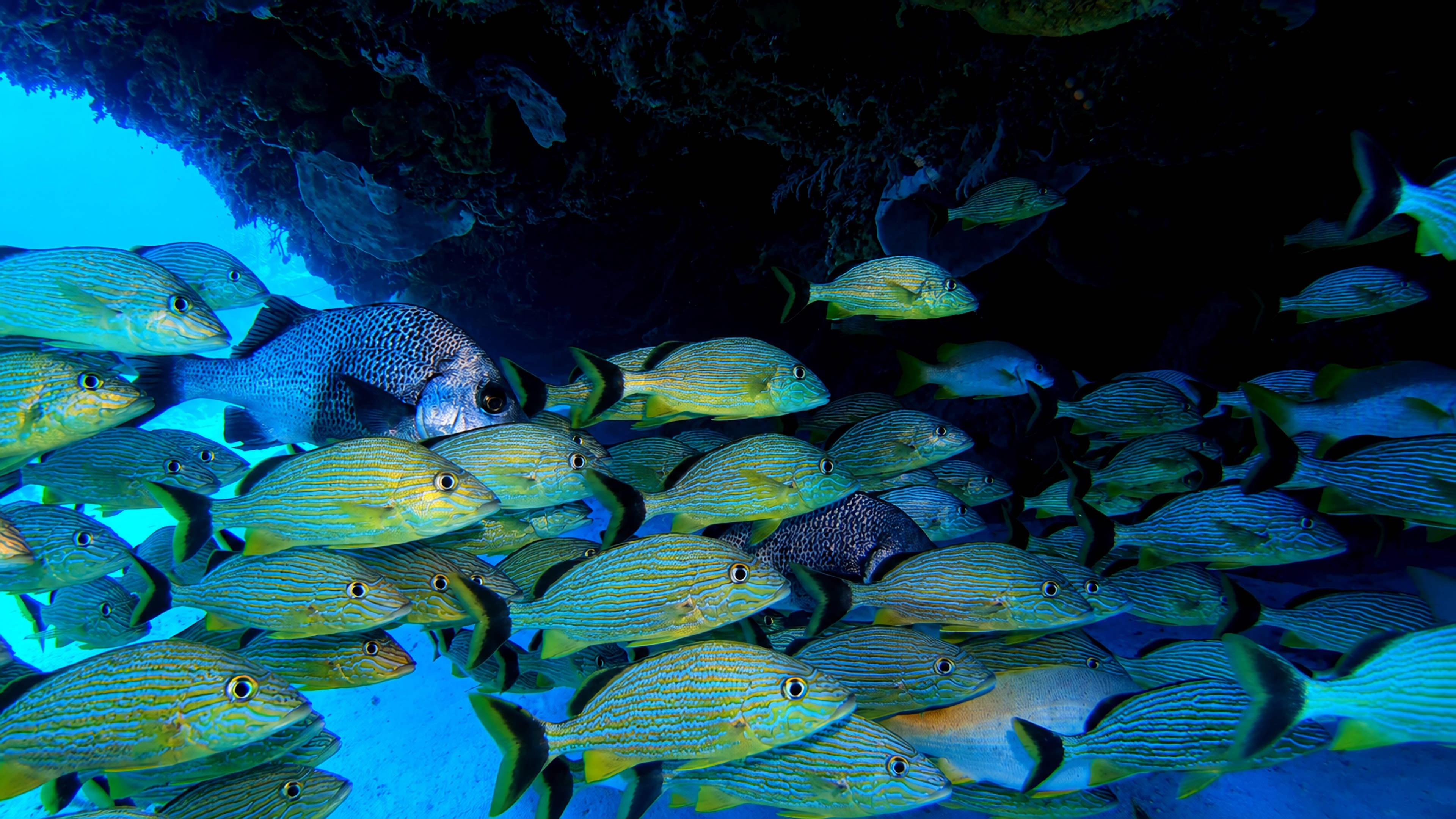 A school of fish sheltering beneath a dark reef overhang