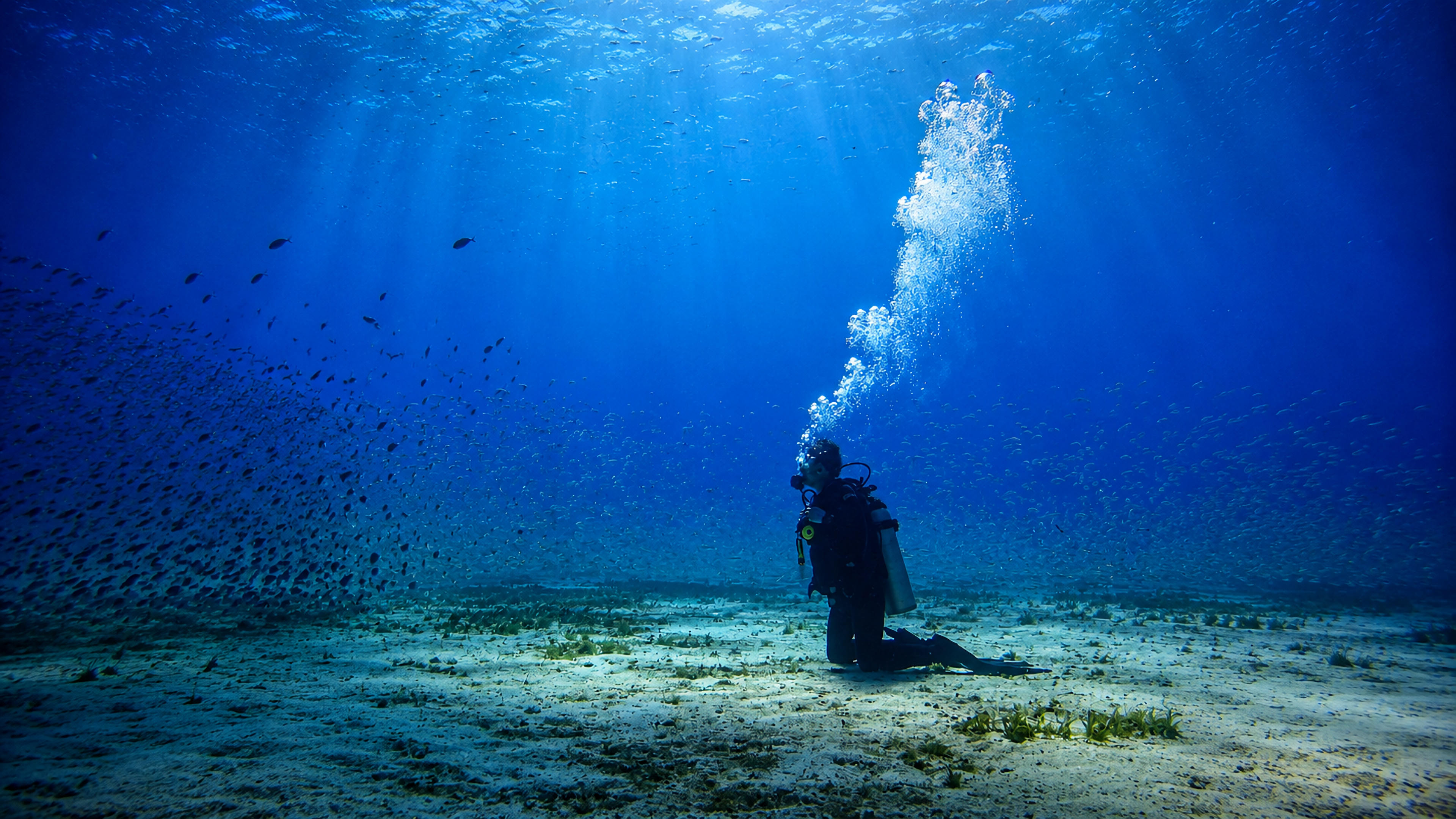 A calm diver kneeling quietly while fish school nearby in blue water