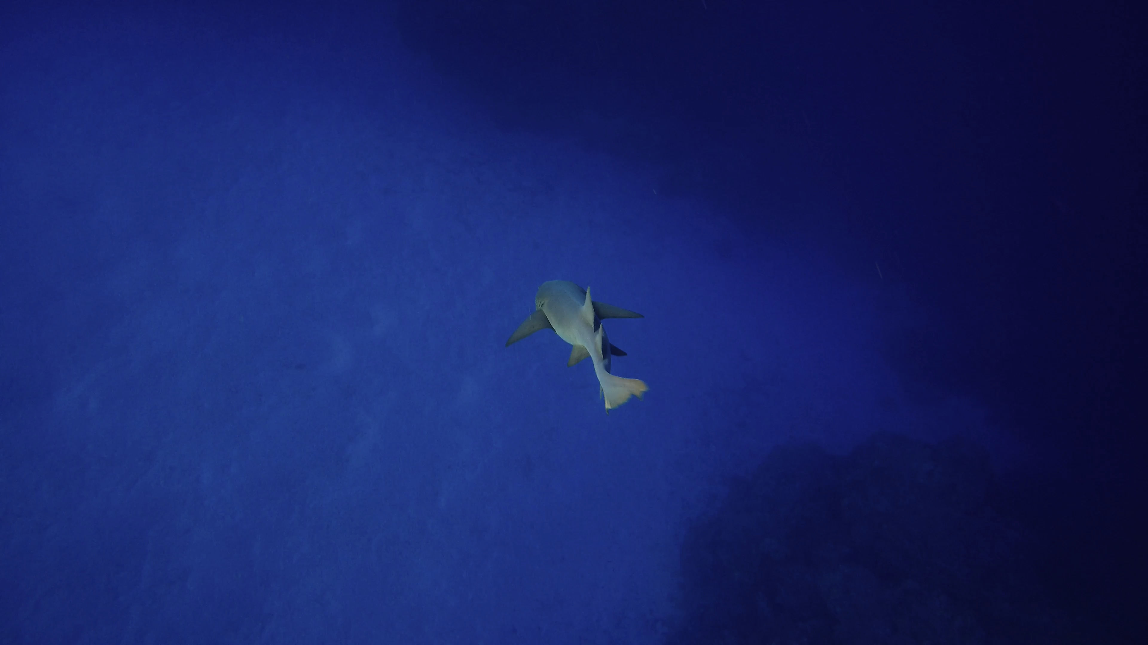A shark moving away into open blue water near the reef