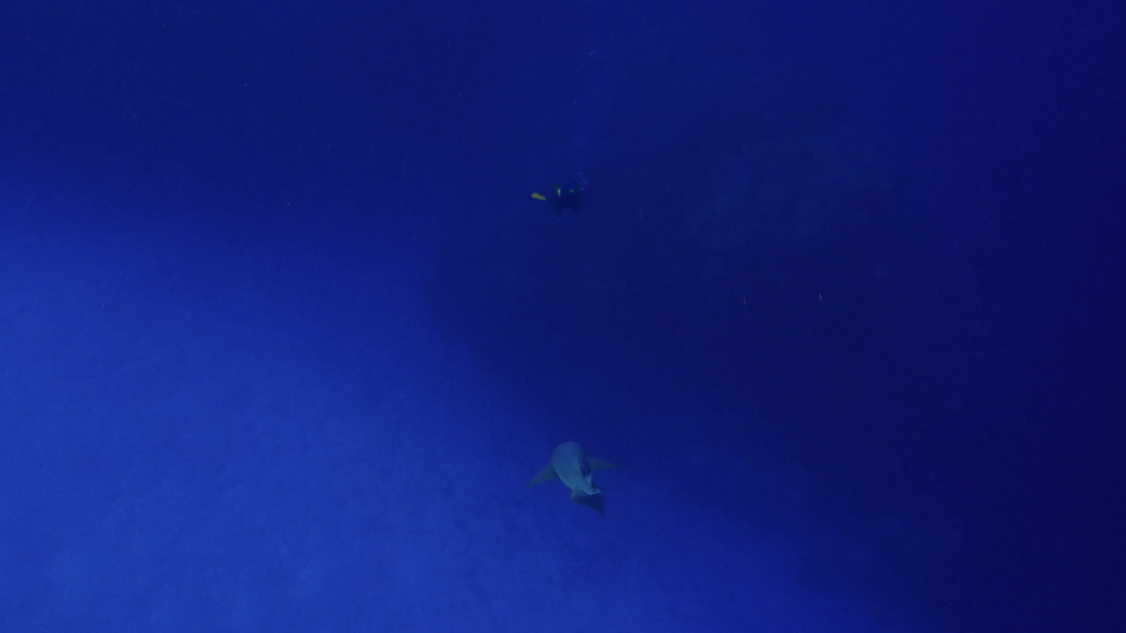 A diver and shark sharing the same reef space