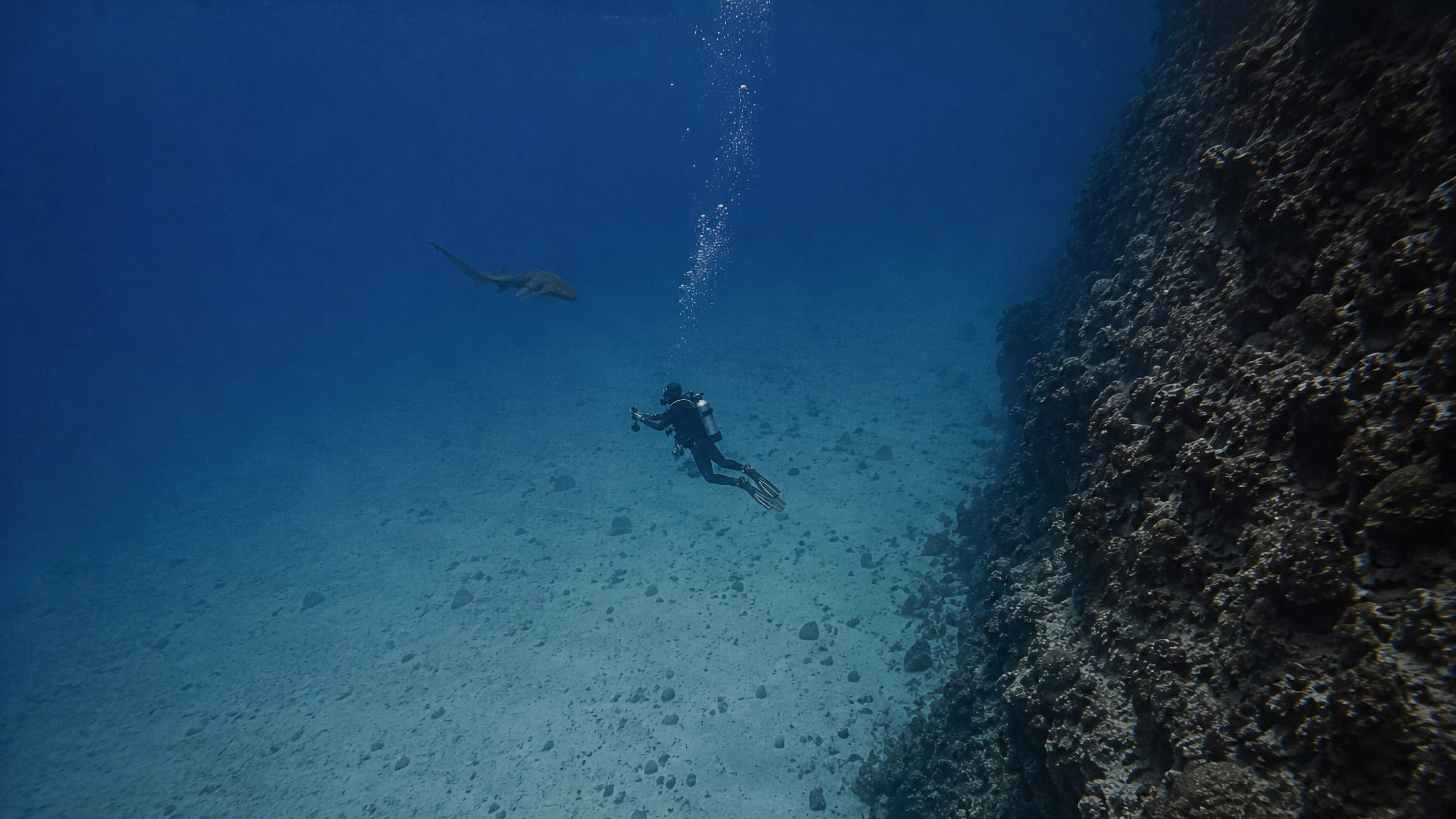 A shark and diver sharing space near a reef wall
