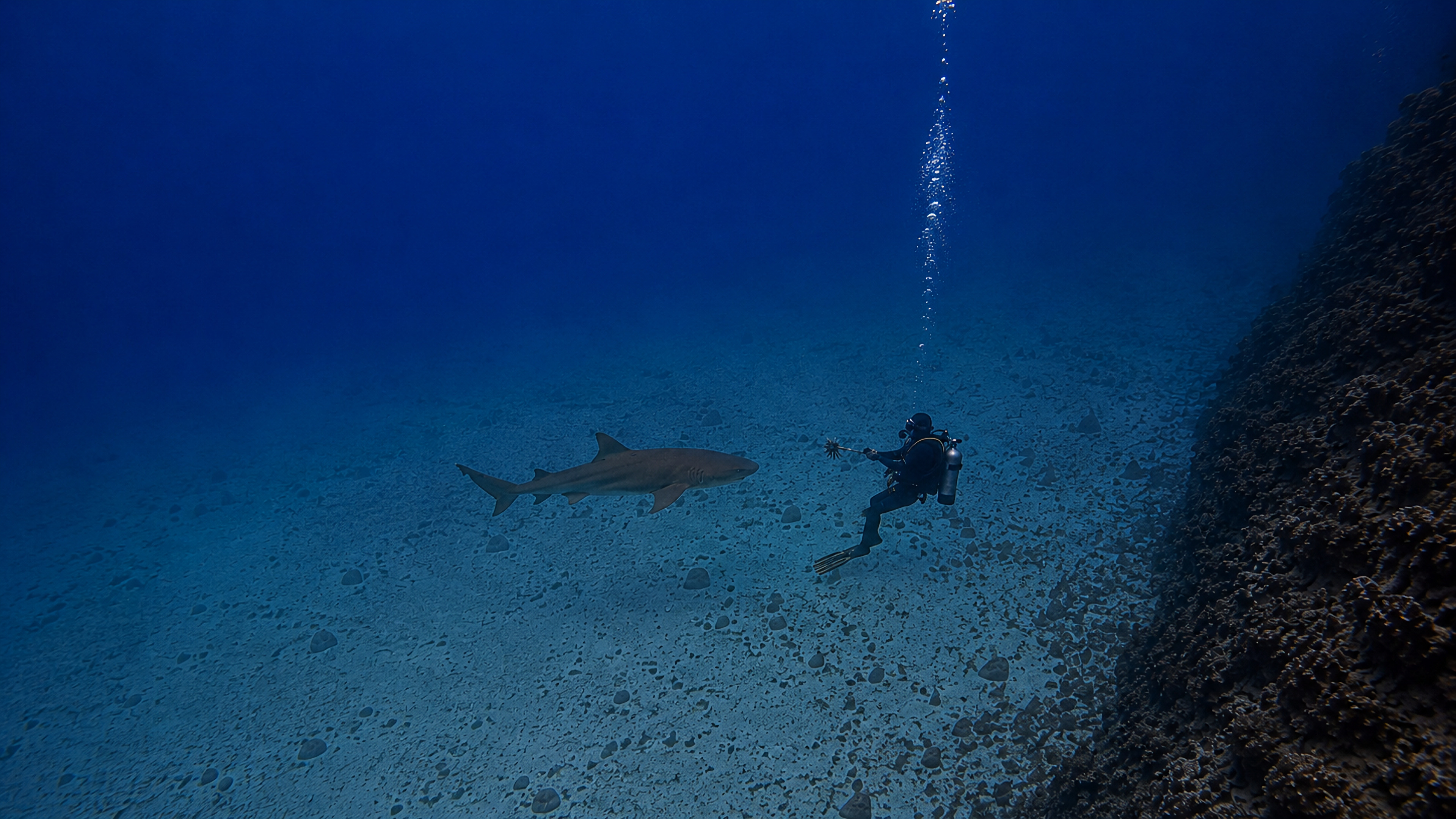 A shark and diver during a close investigative encounter
