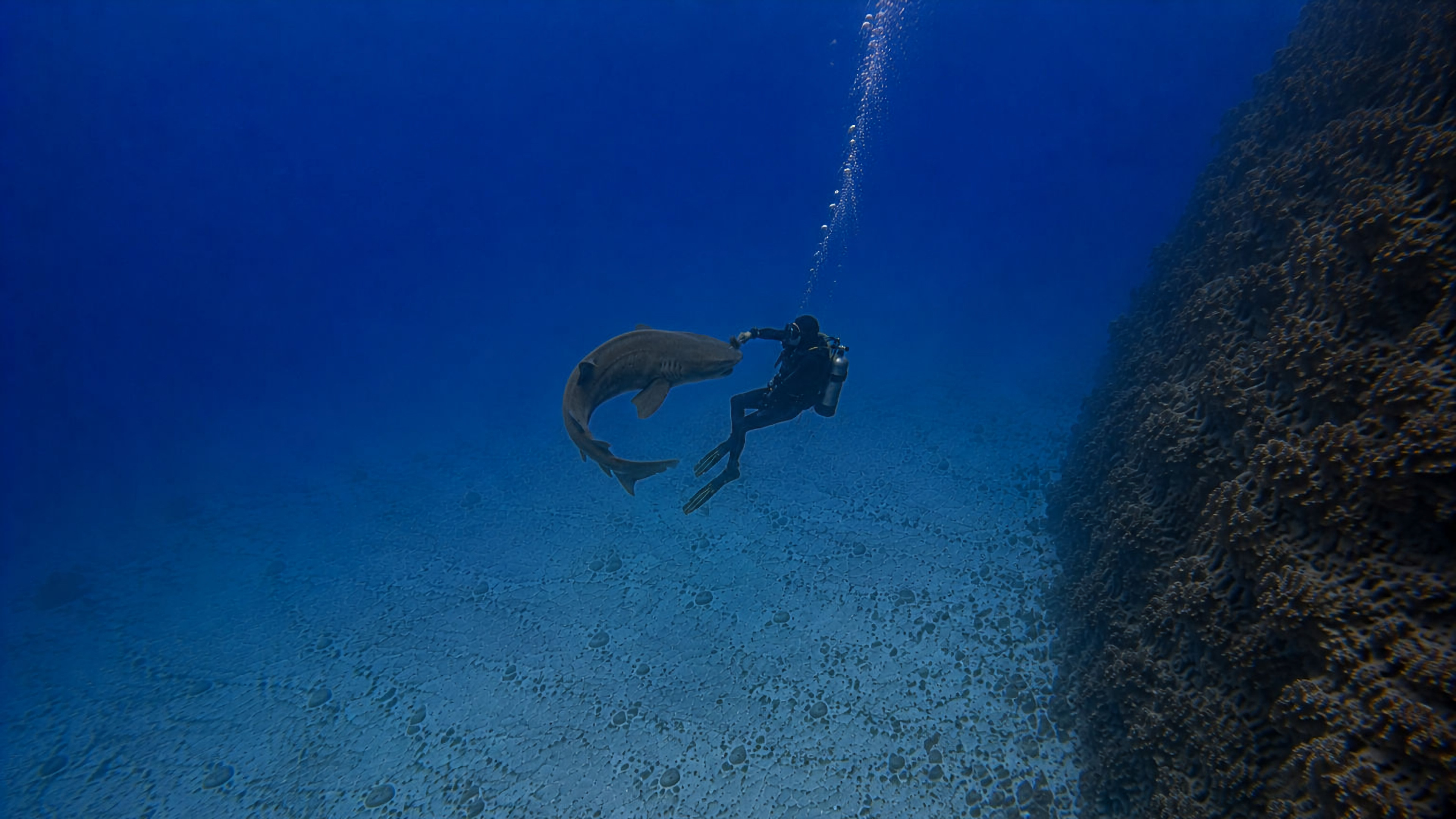 A shark turning away from a diver after the encounter