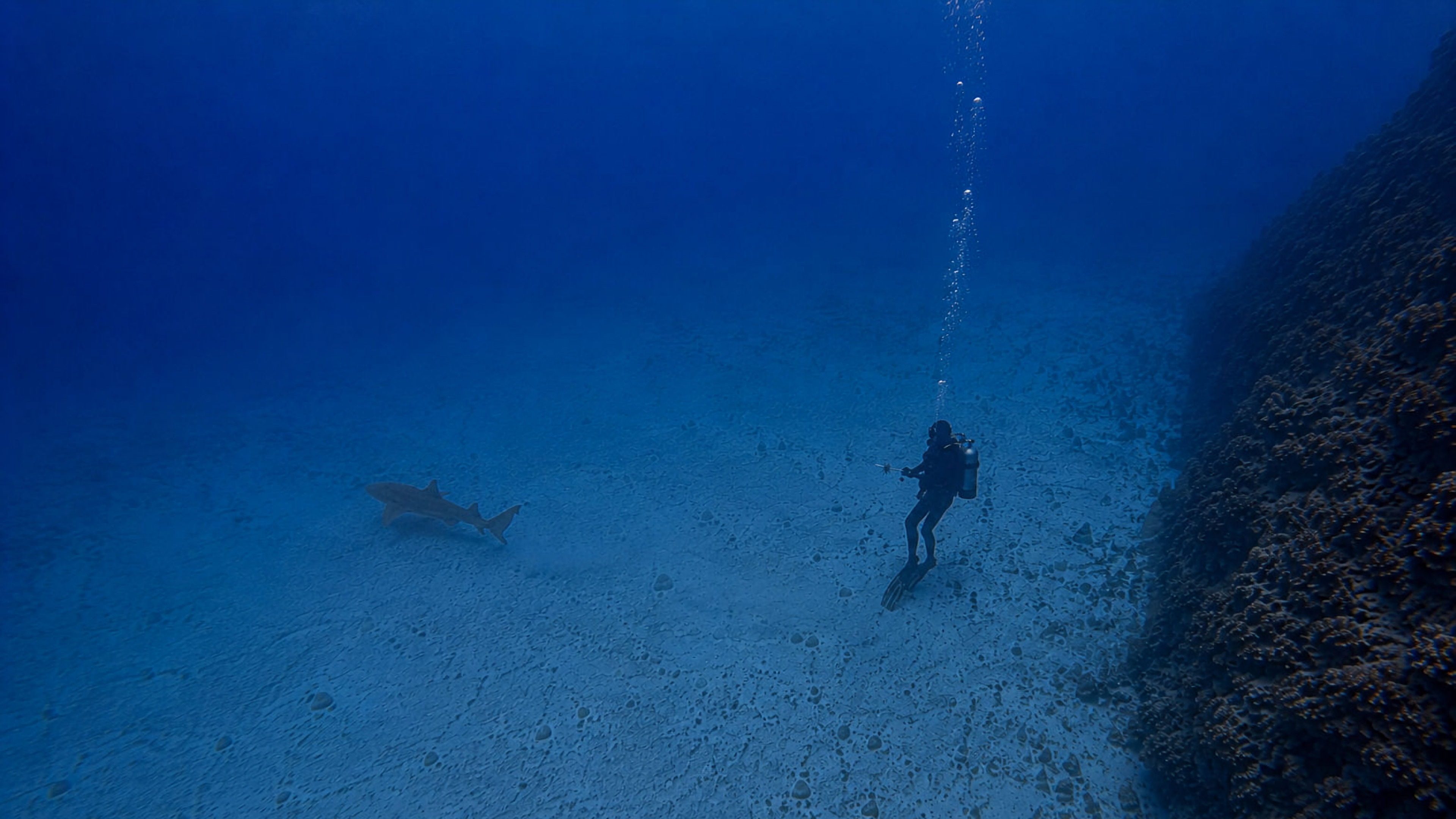 A nurse shark portrait after the encounter sequence