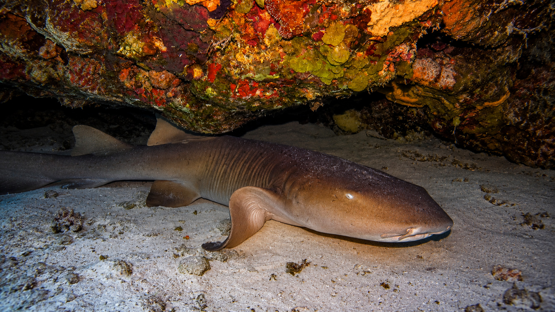 A nurse shark resting beneath a colorful ledge