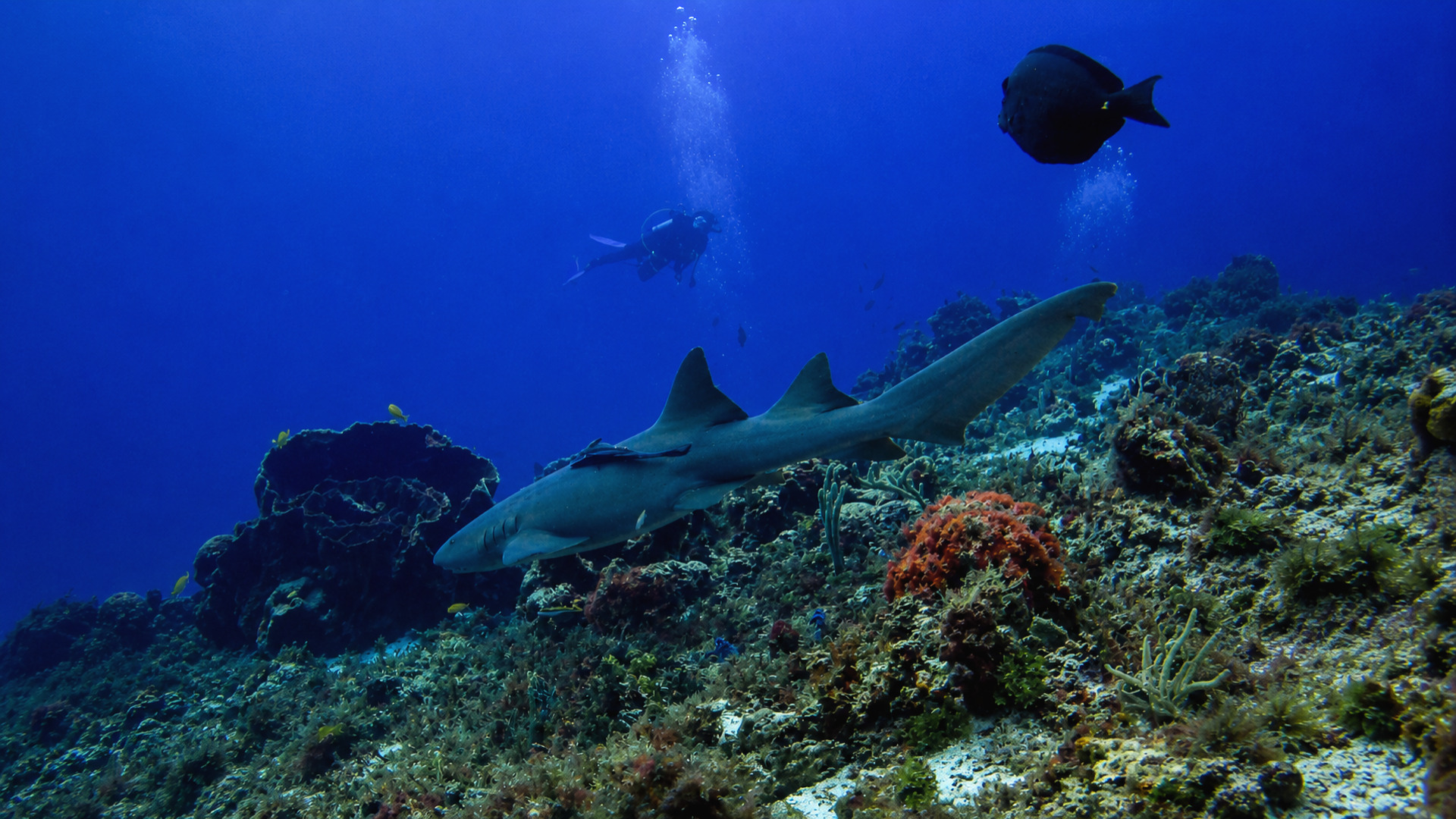 A nurse shark gliding past a reef with a diver in the distance