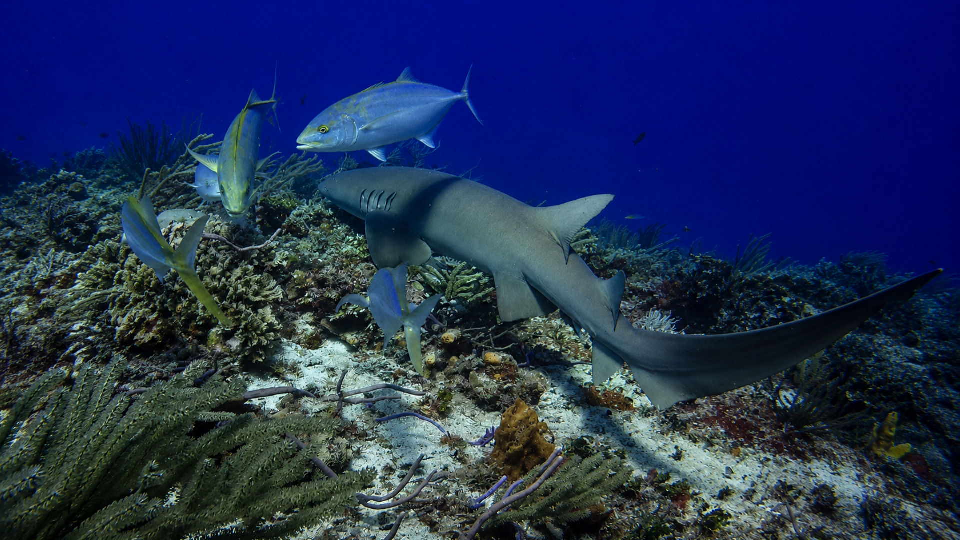 A shark and several fish moving over the reef