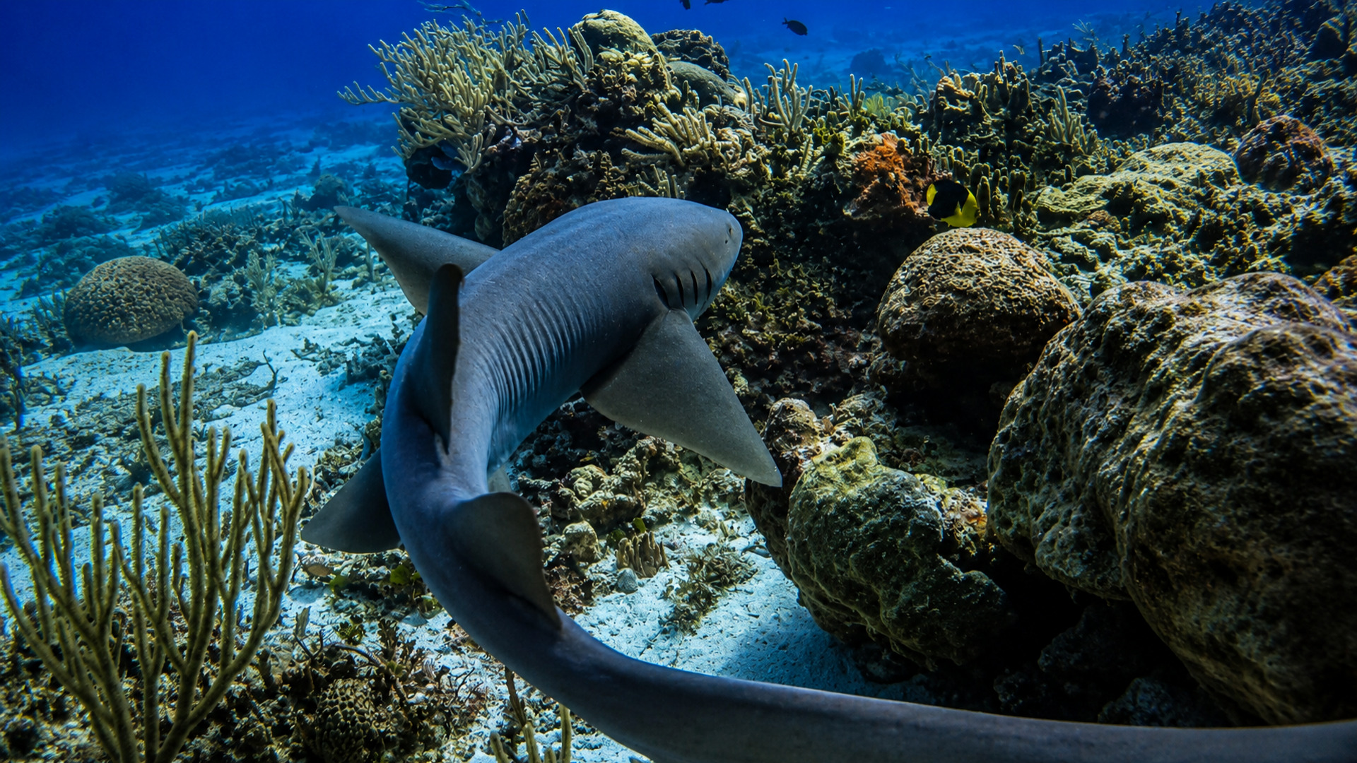 A nurse shark curving through a coral reef