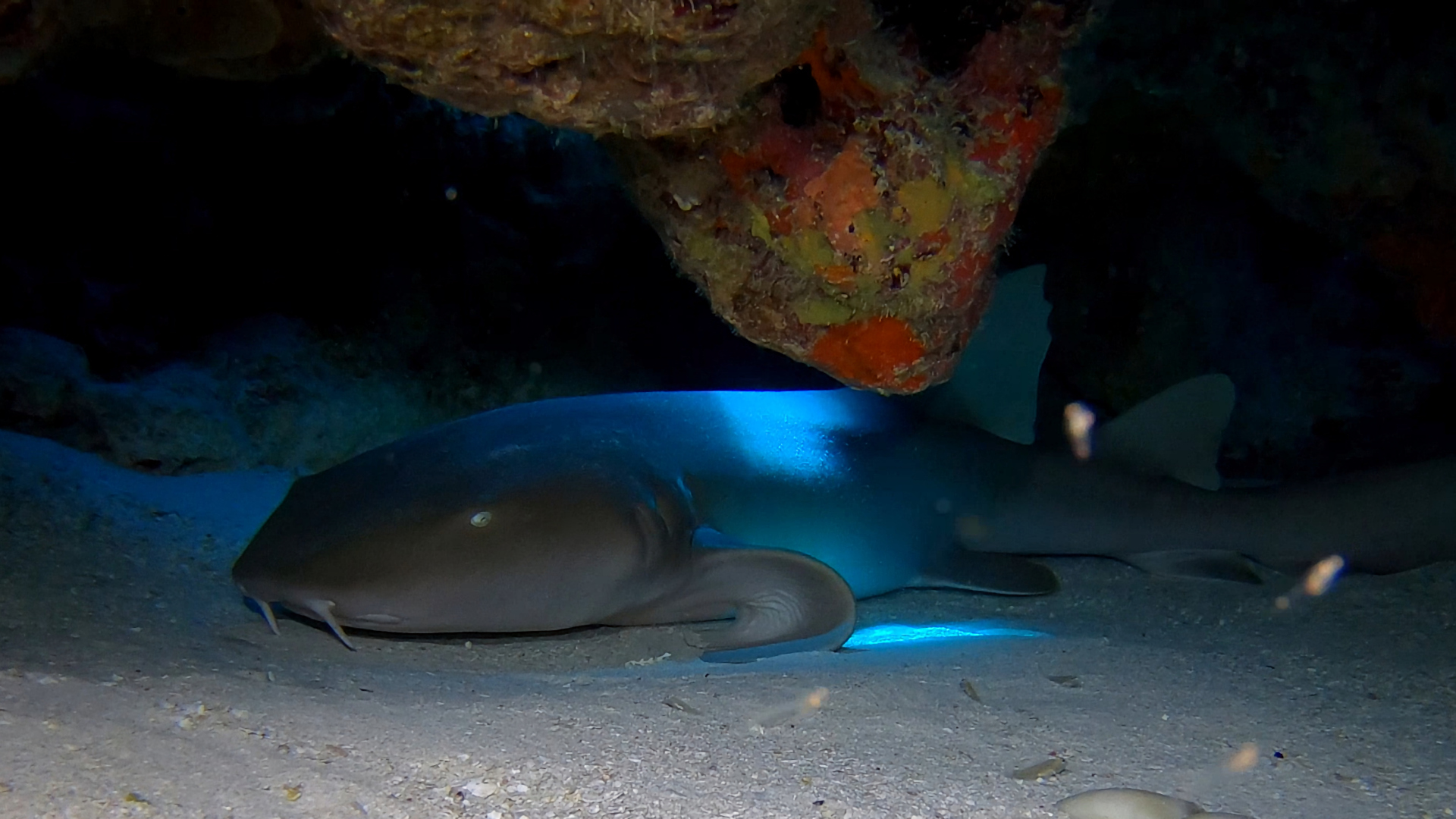 Nurse shark resting below a colorful coral overhang