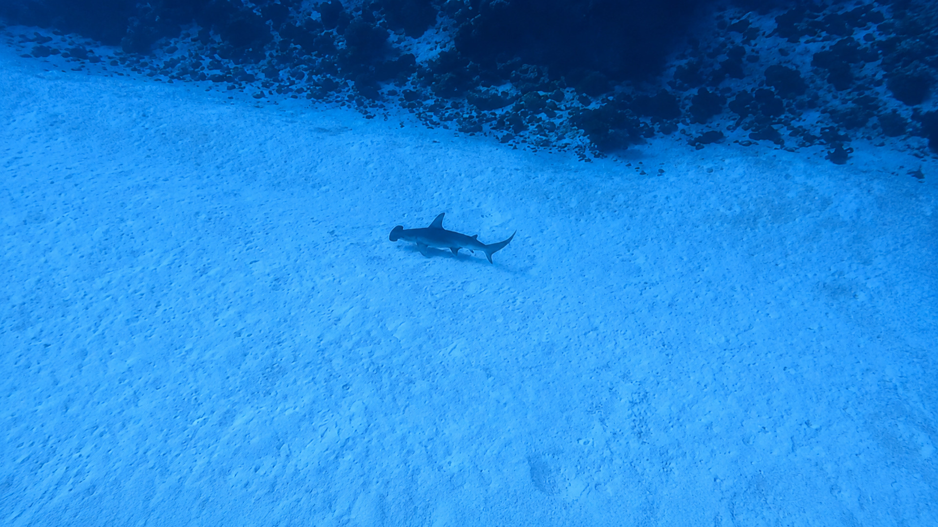 A hammerhead shark seen from above over pale blue sand