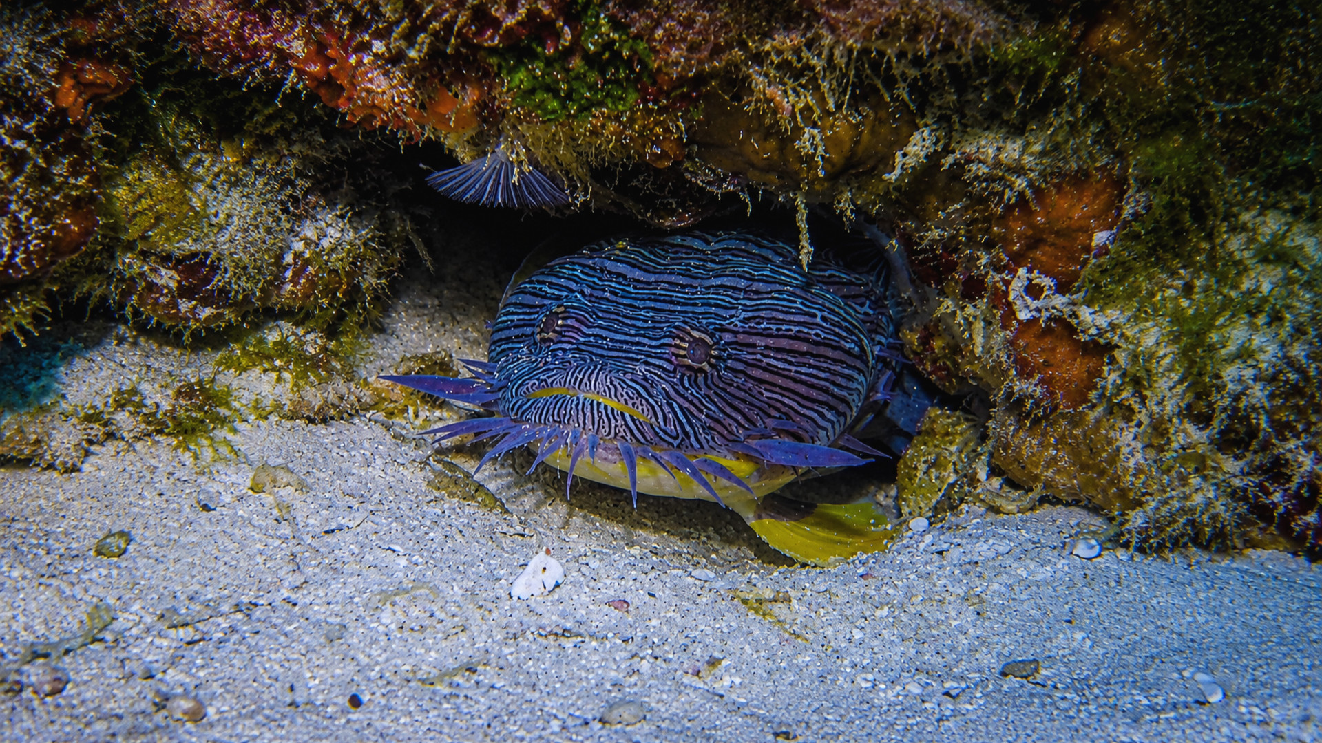A Splendid Toadfish resting under a low reef overhang