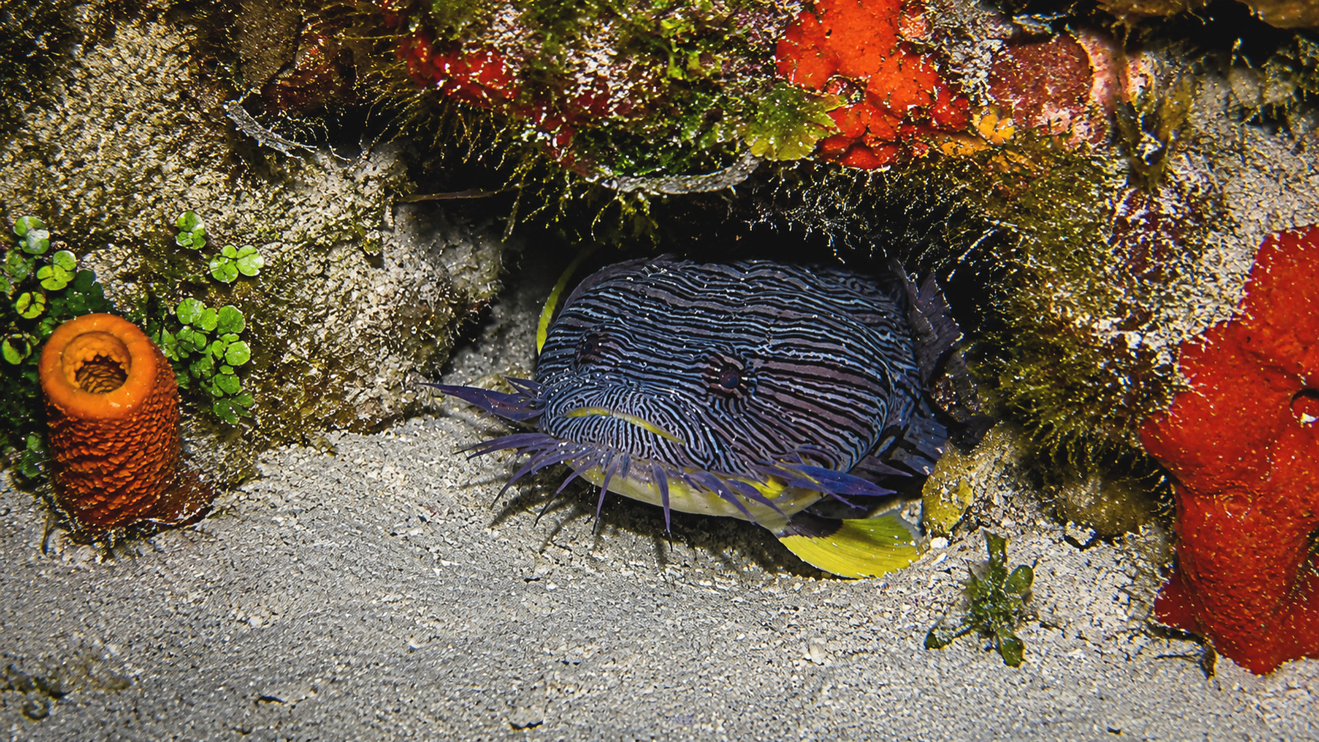 A Splendid Toadfish framed by colorful reef growth