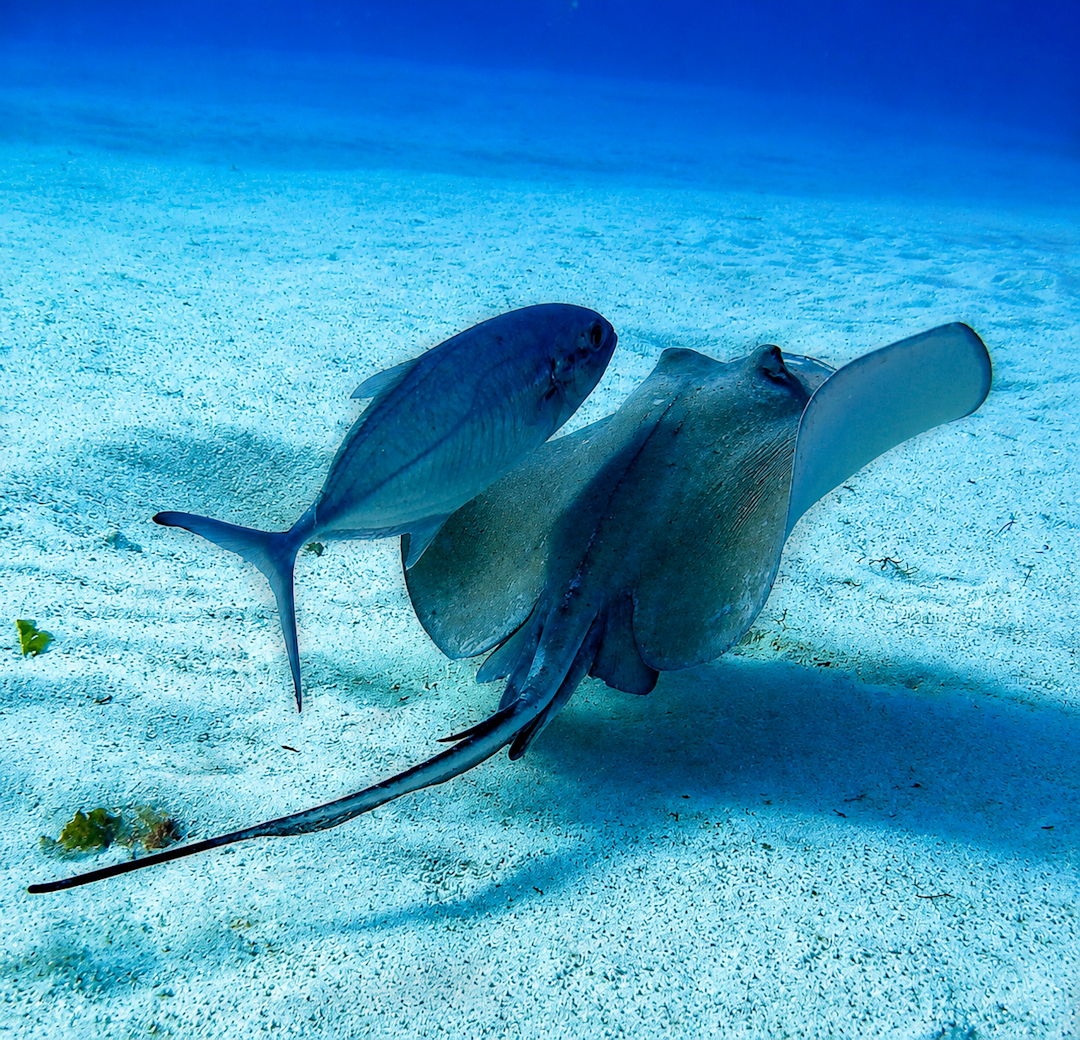 Stingray