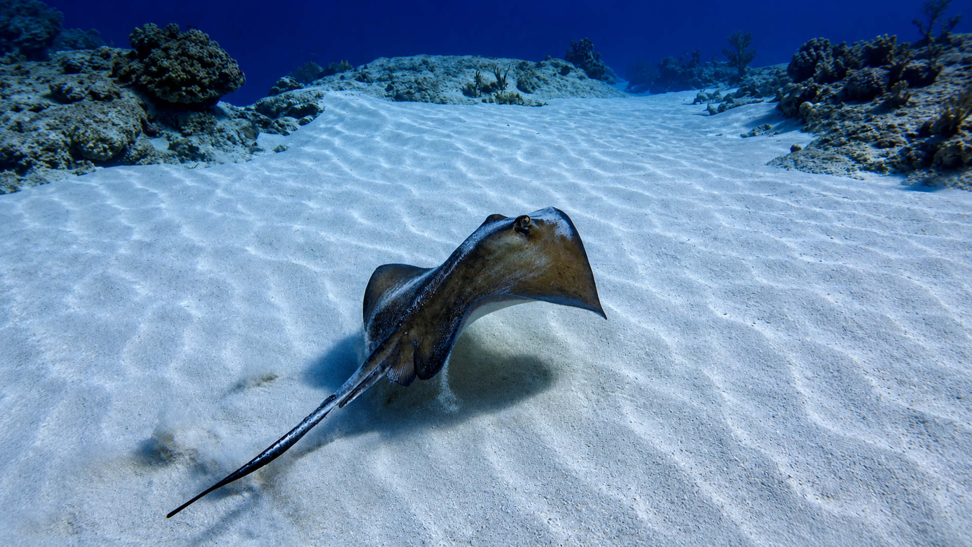 A stingray gliding over bright sand