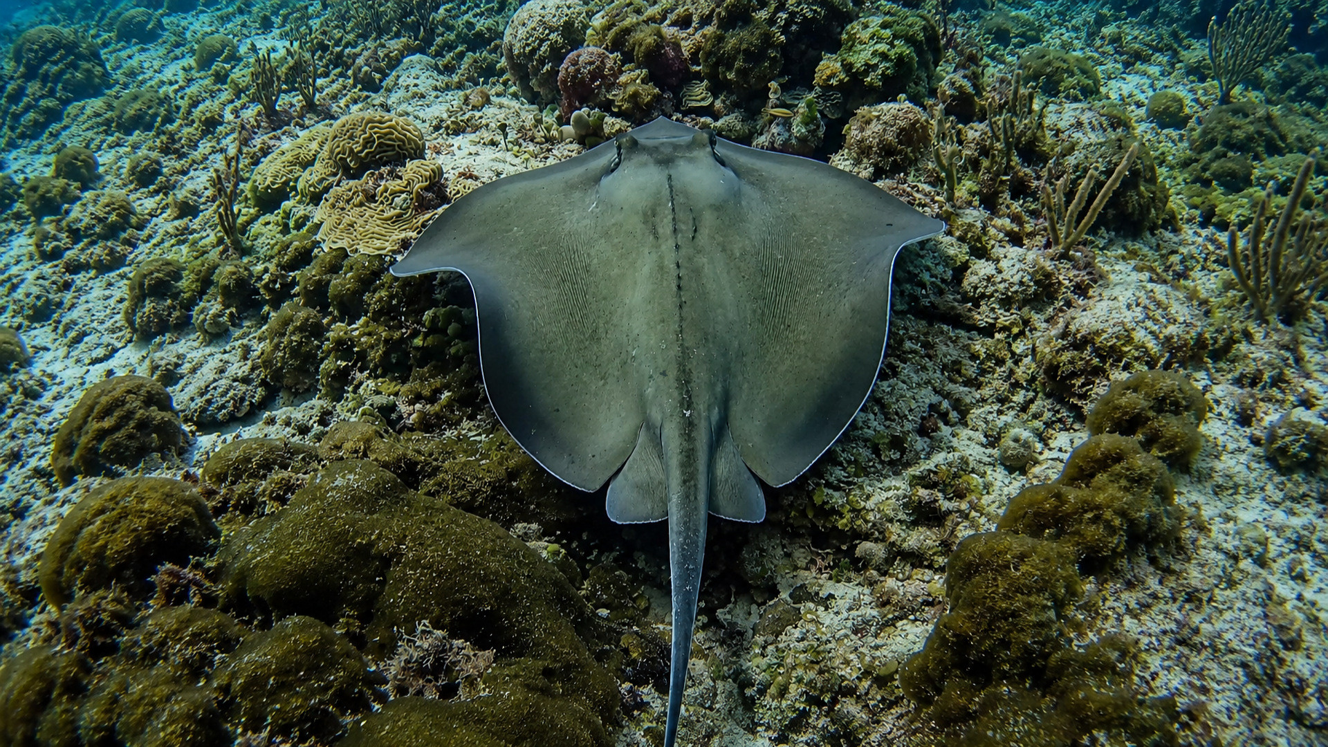 A stingray viewed from above over reef