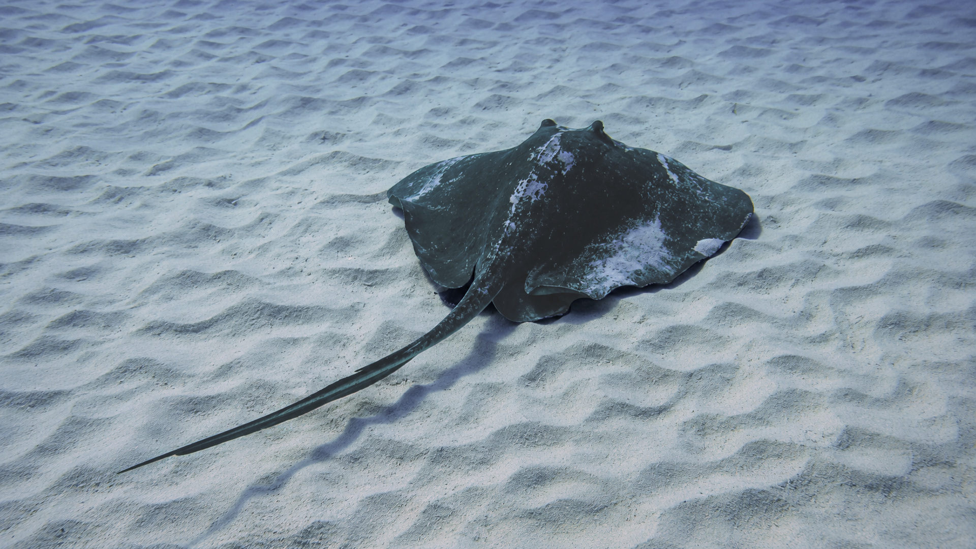 A dark stingray over turquoise rippled sand