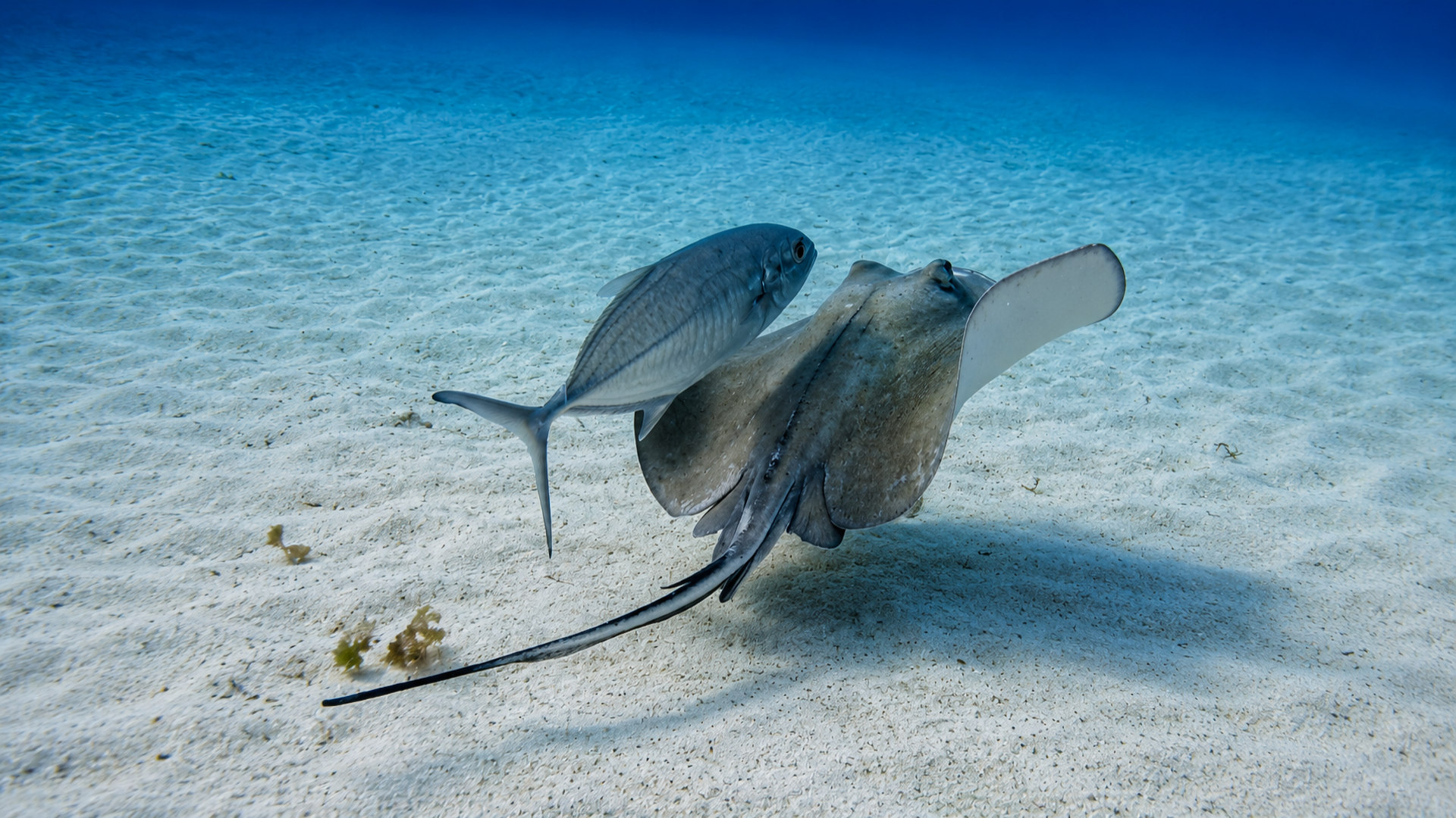 A stingray lifting from the sand with a fish swimming nearby